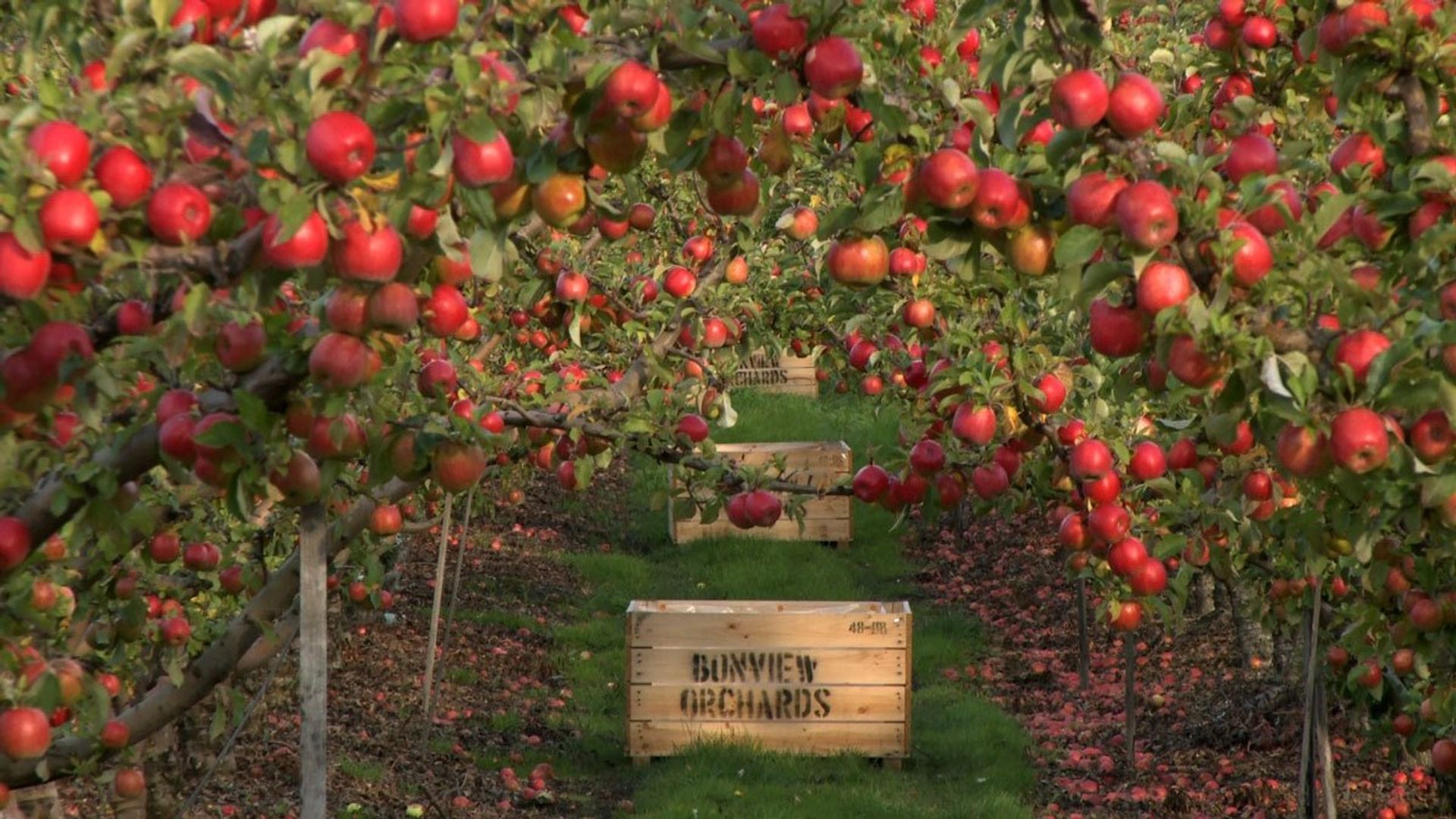 Gourmet Farmer background