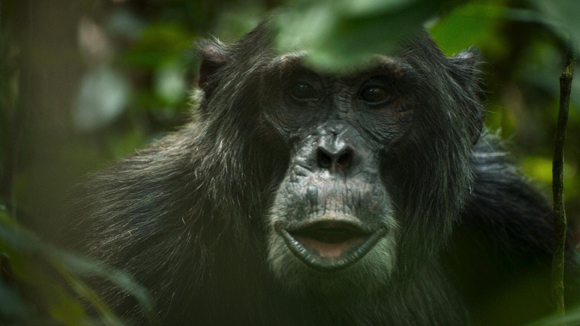 Chimp Empire background