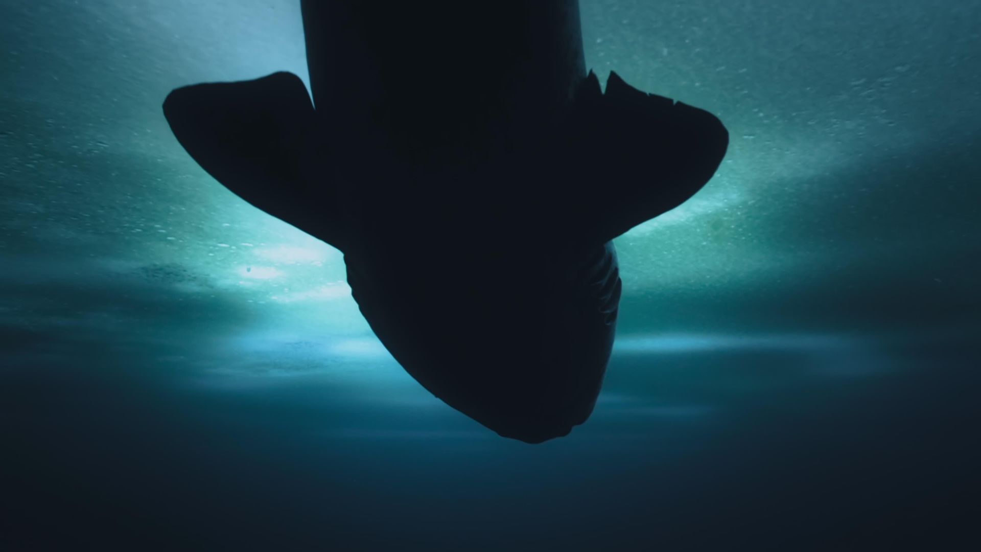 OceanXplorers background