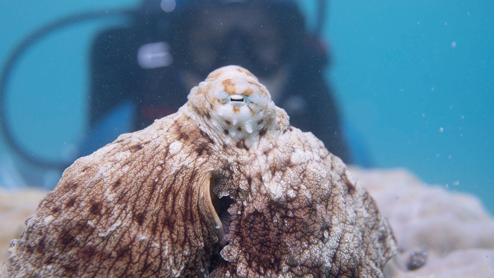 Secrets of the Octopus background