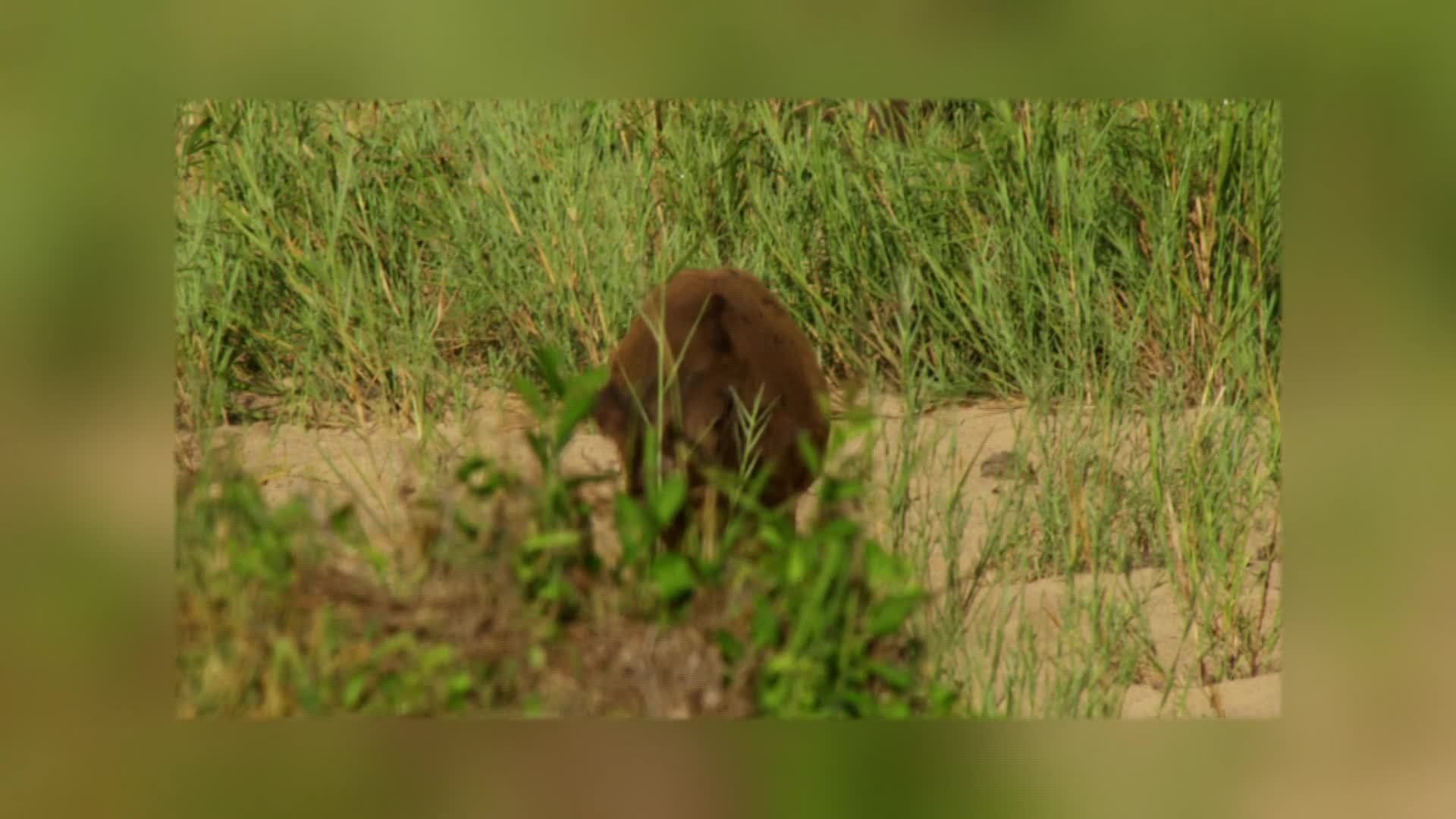 Africa's Deadliest background