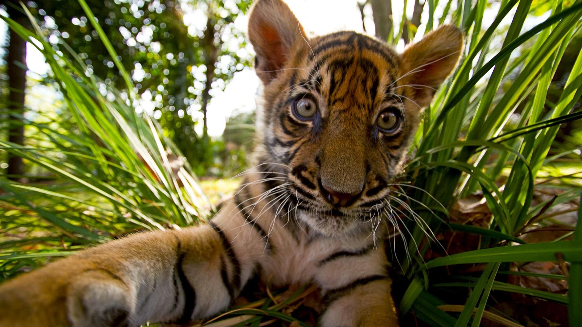 Tigers About the House background