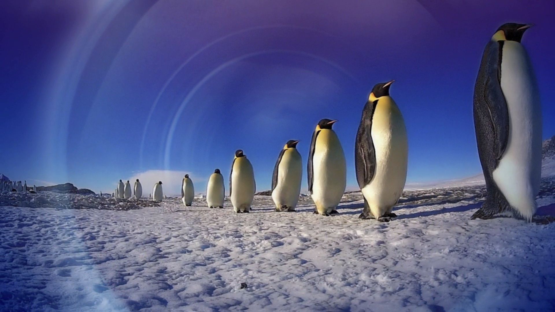 Penguins: Spy in the Huddle background