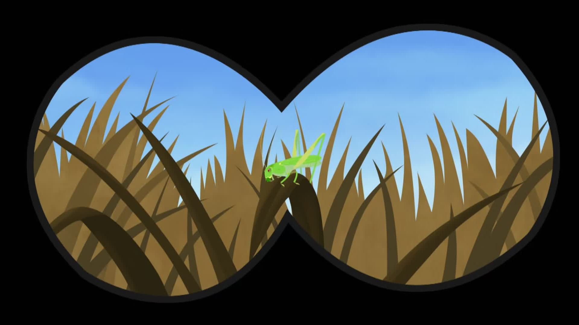Wild Kratts background