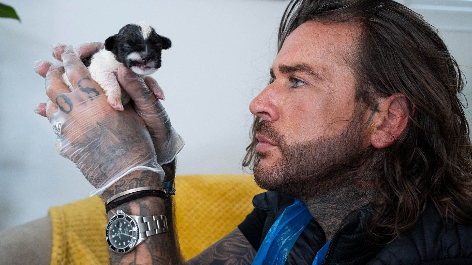 Pete Wicks: For Dogs' Sake background