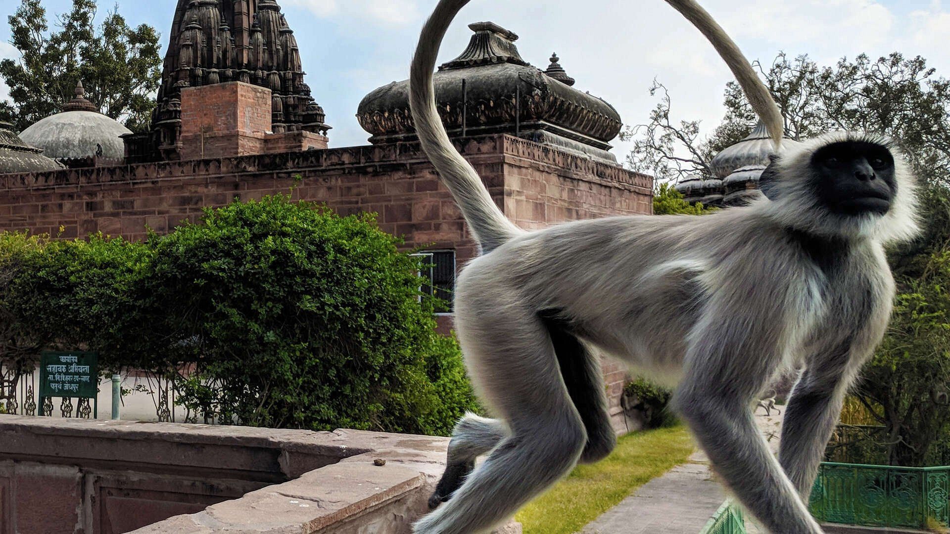 Into the Wild: India background