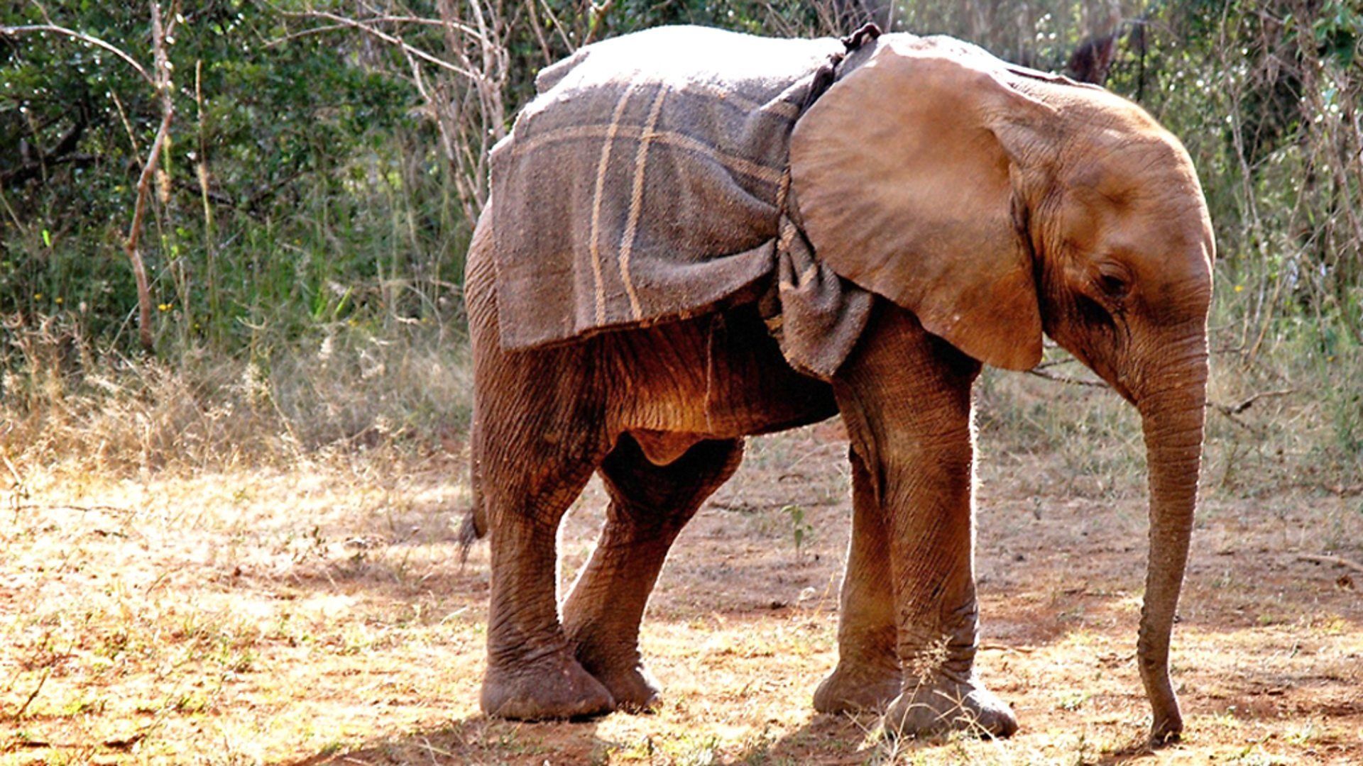 Elephant Diaries background