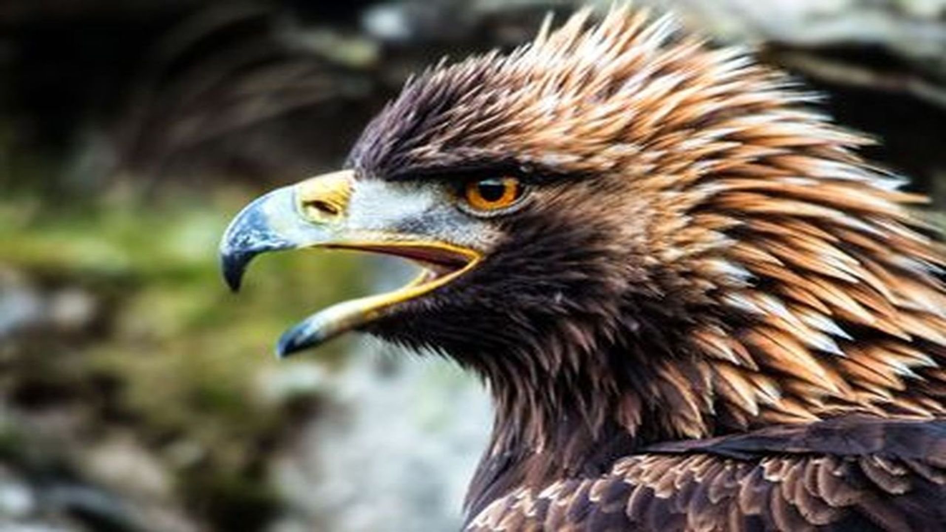 Wild Britain background