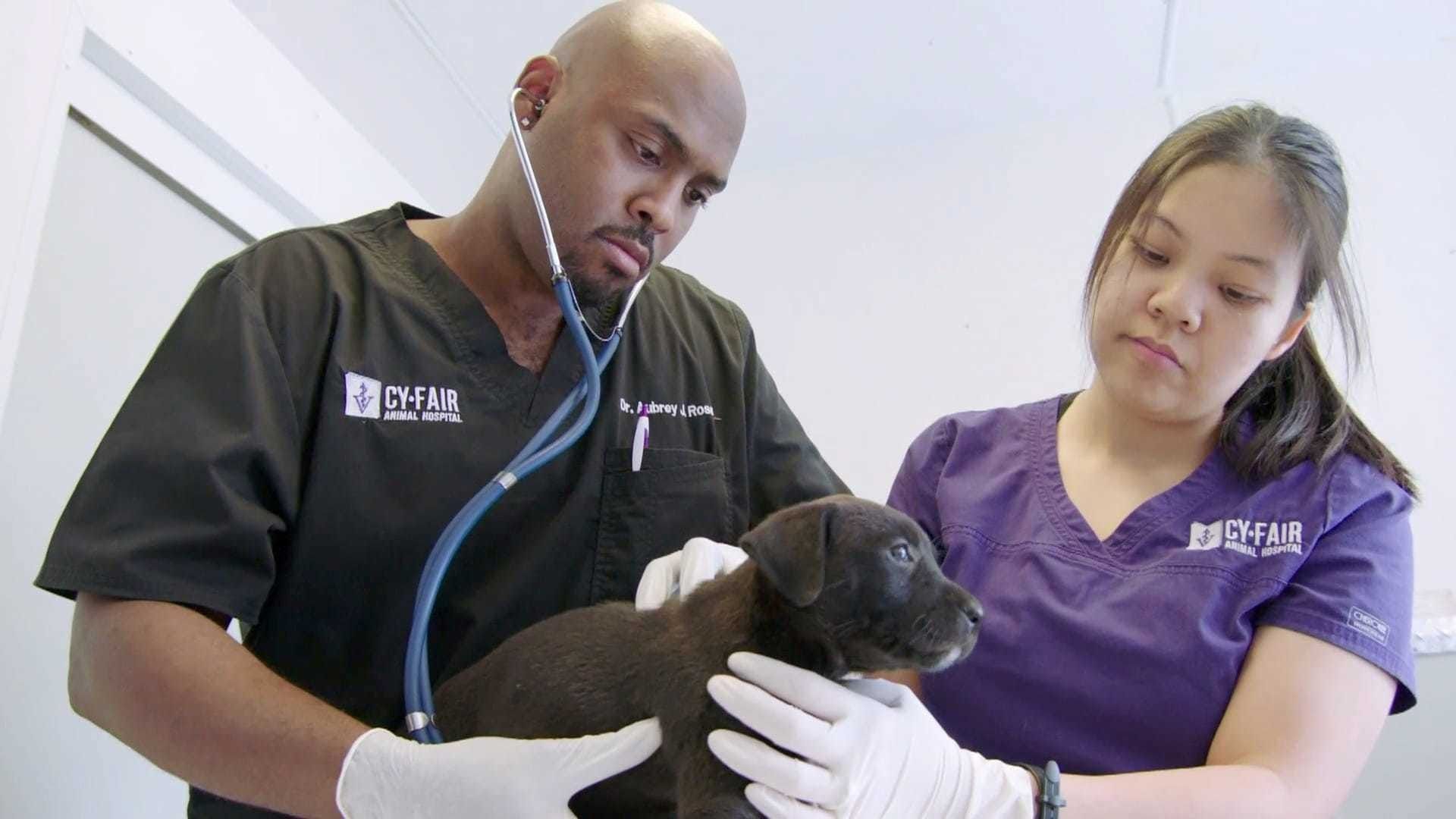 The Vet Life background