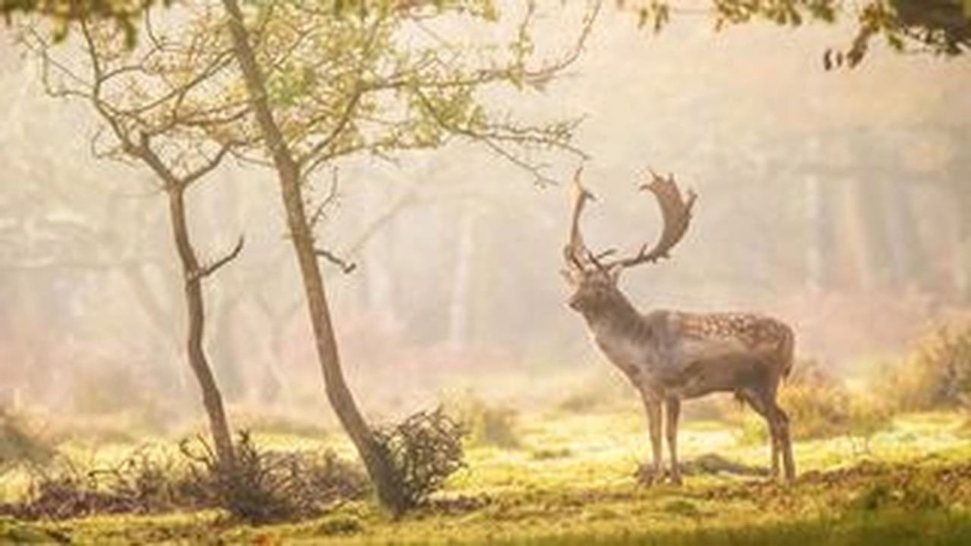 Wild Britain background