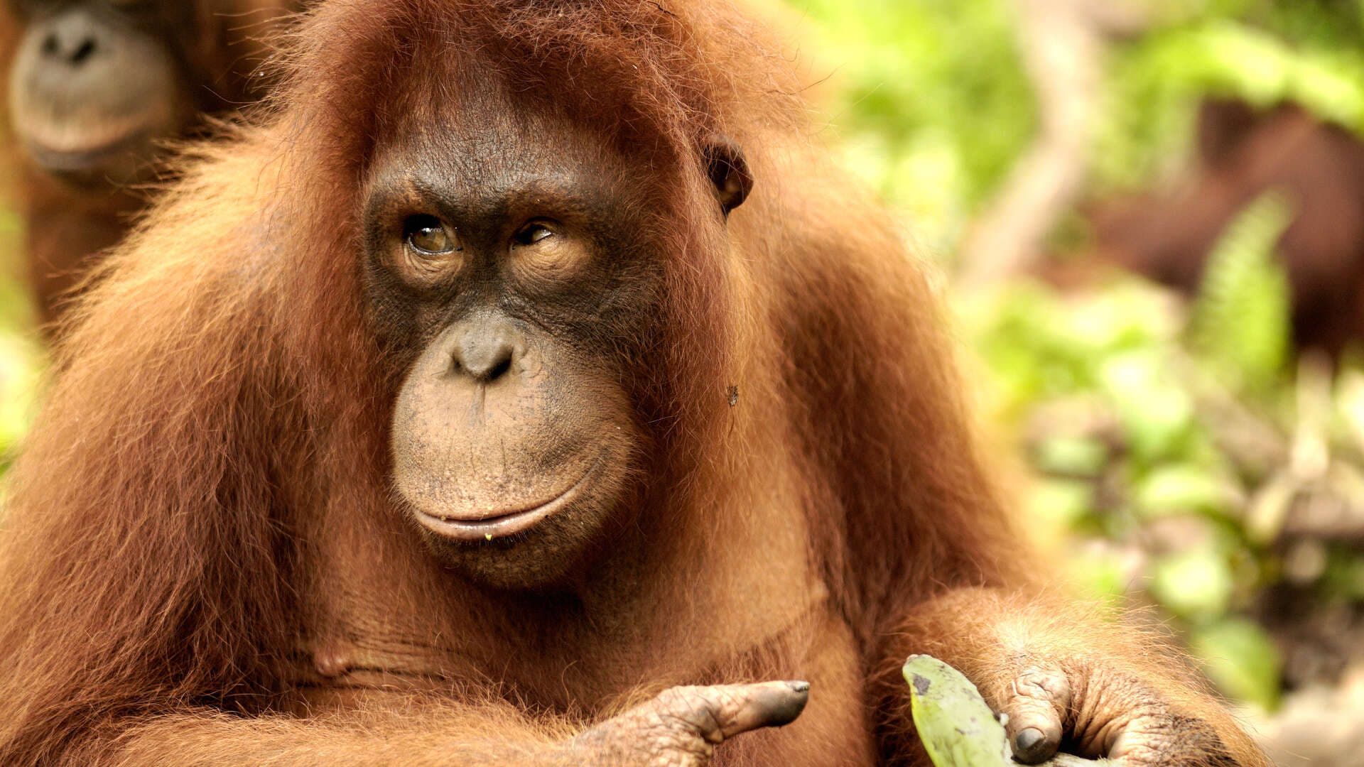 Orangutan Jungle School background