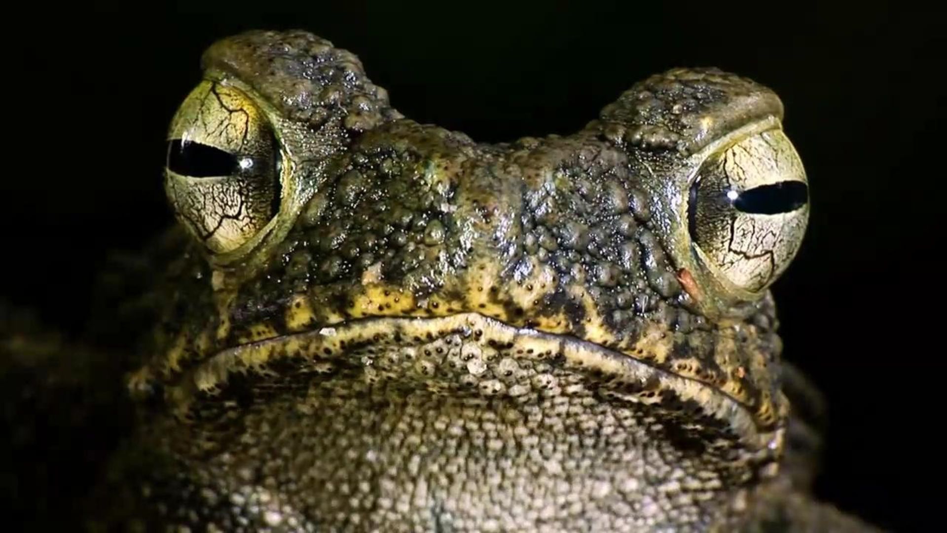 72 Dangerous Animals - Asia background