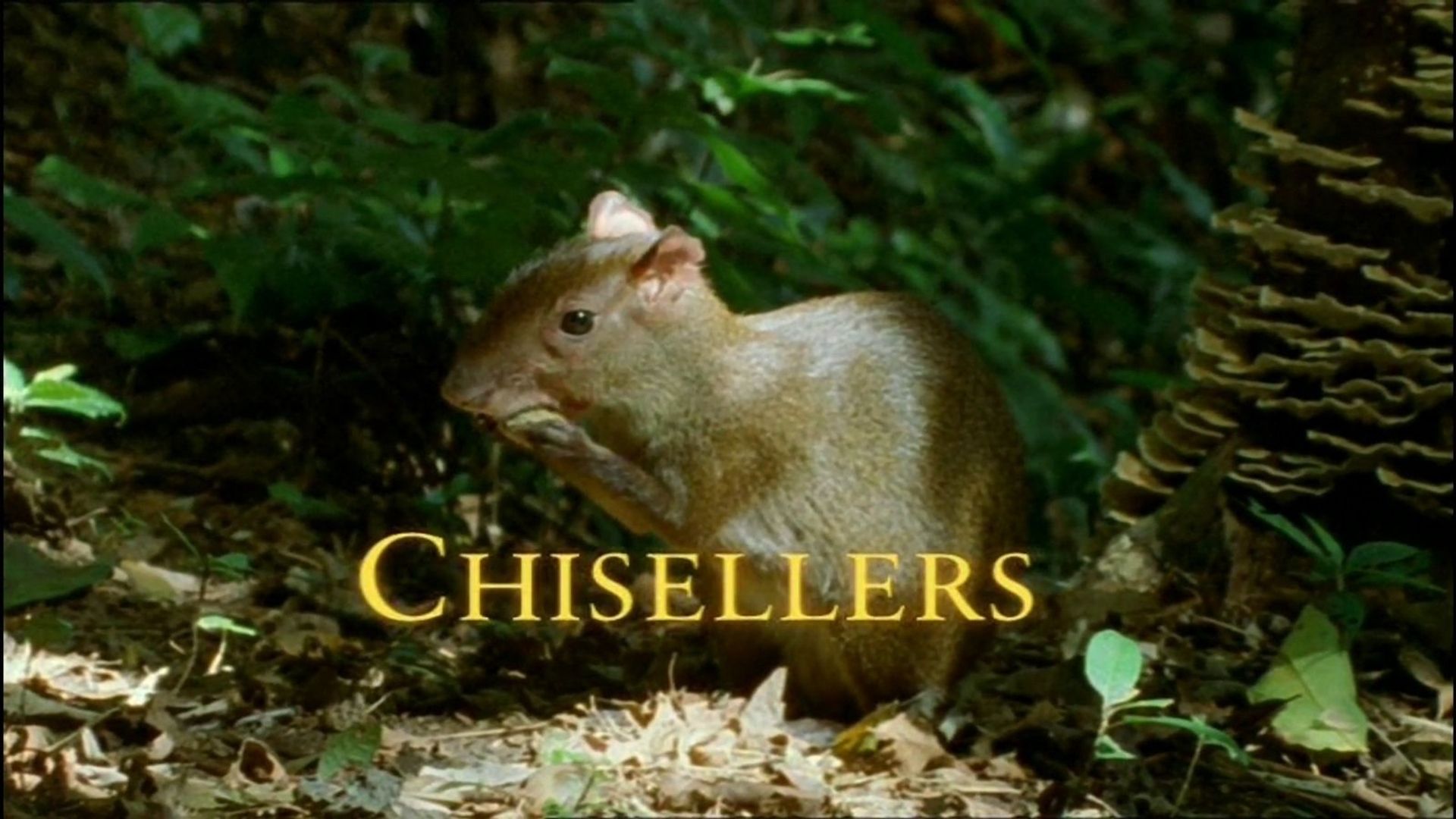 The Life of Mammals background