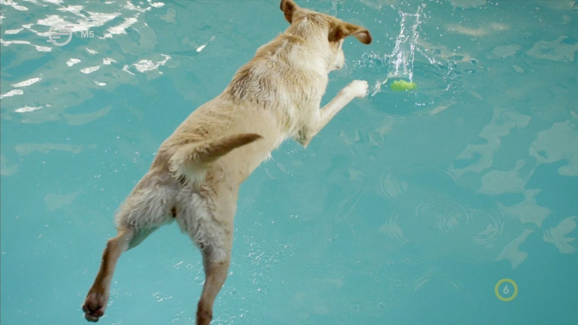 Secret Life of Dogs background