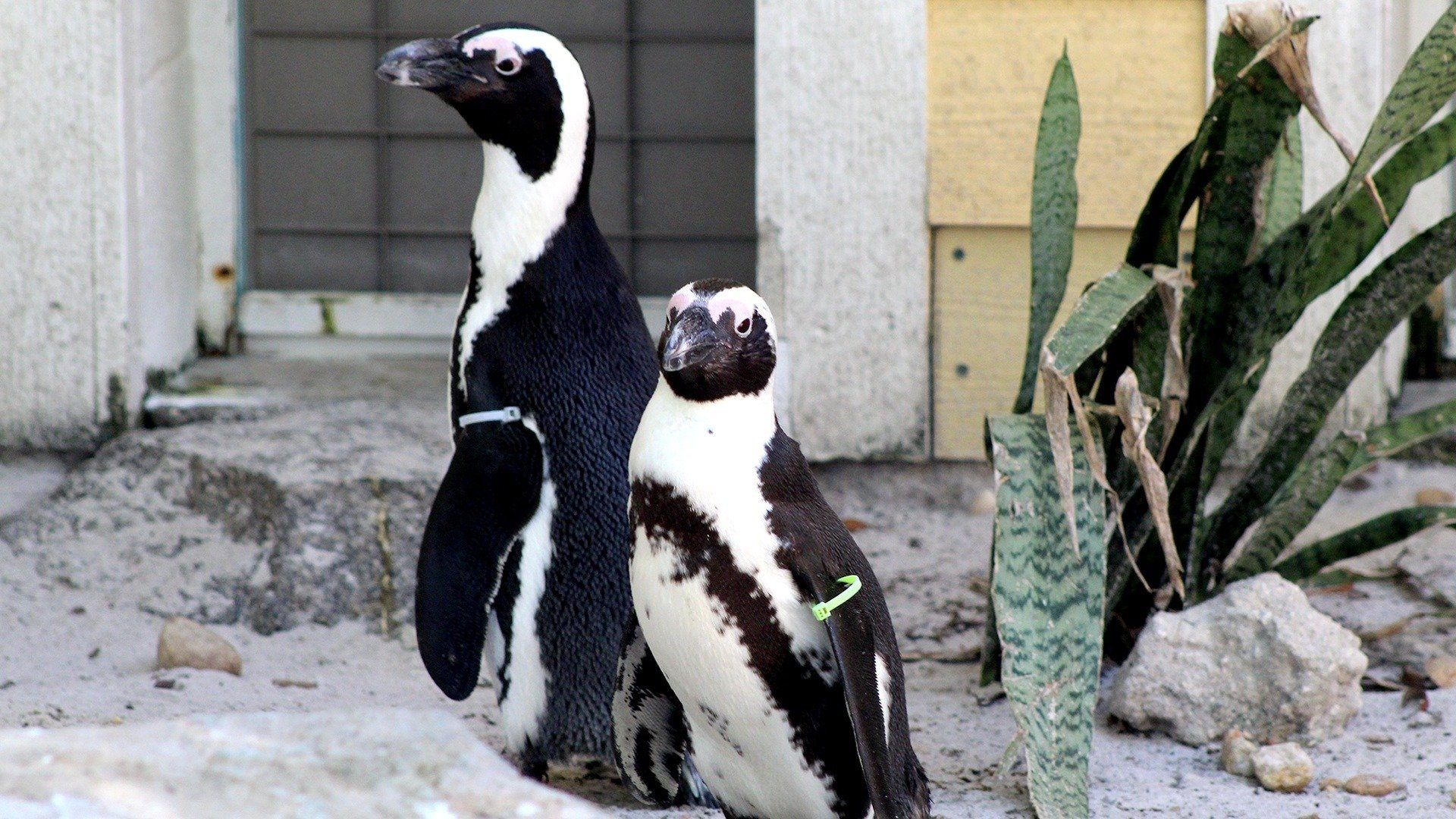Secrets of the Zoo: Tampa background