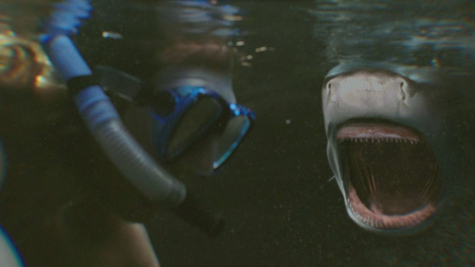When Sharks Attack background
