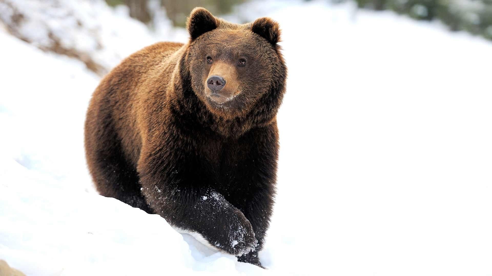 Yellowstone: Wildest Winter to Blazing Summer background