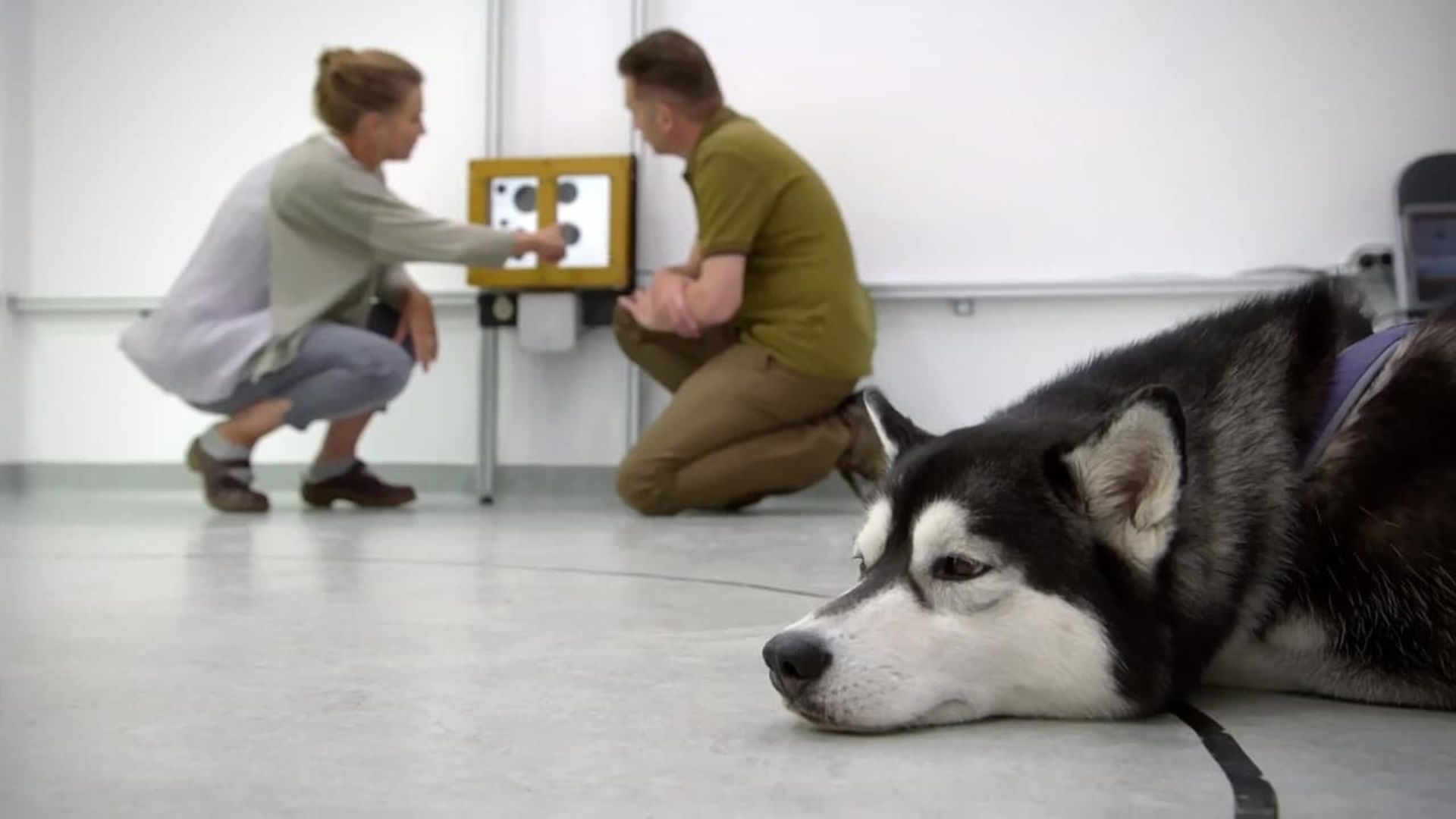 Cats v Dogs: Which Is Best? background