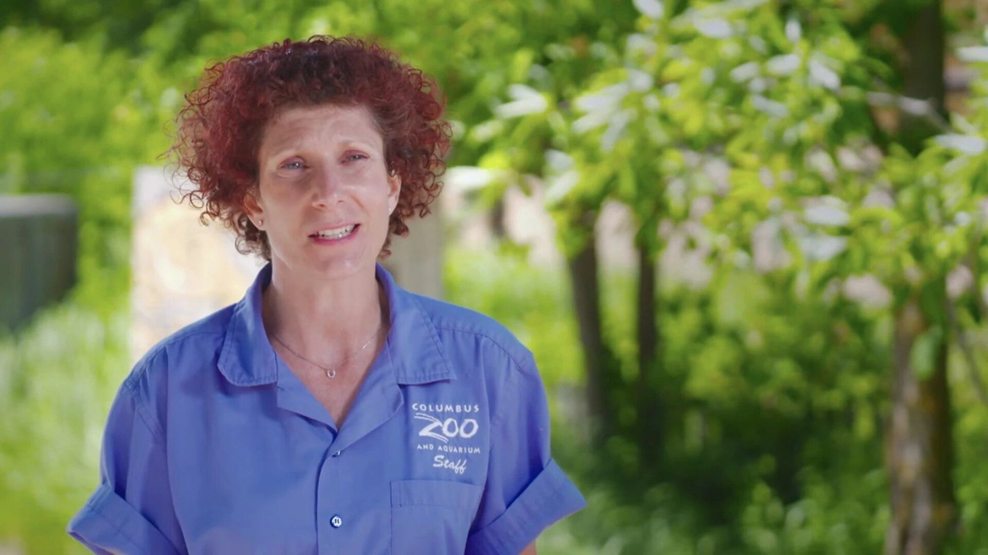 Secrets of the Zoo background