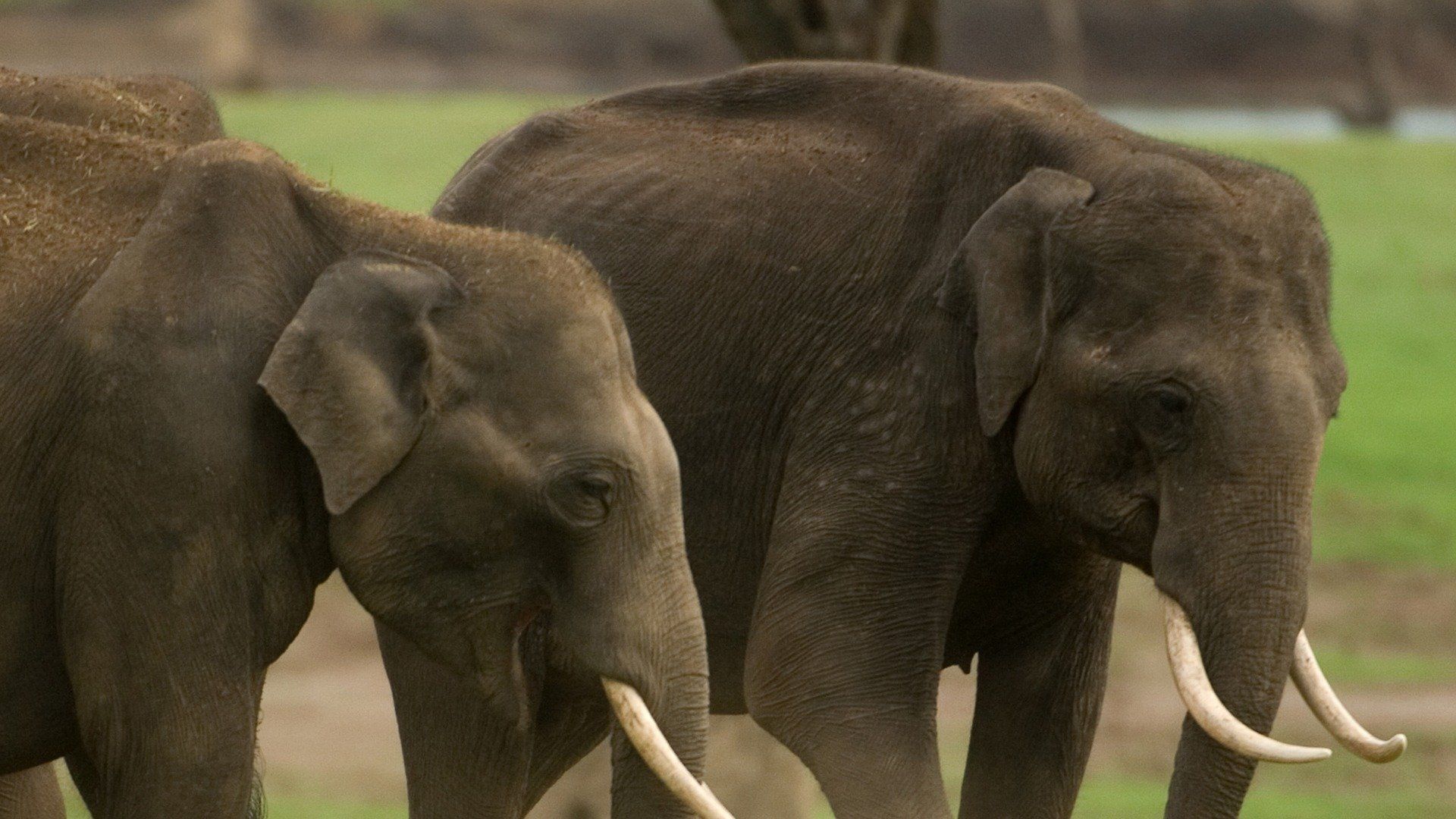 Into the Wild: India background