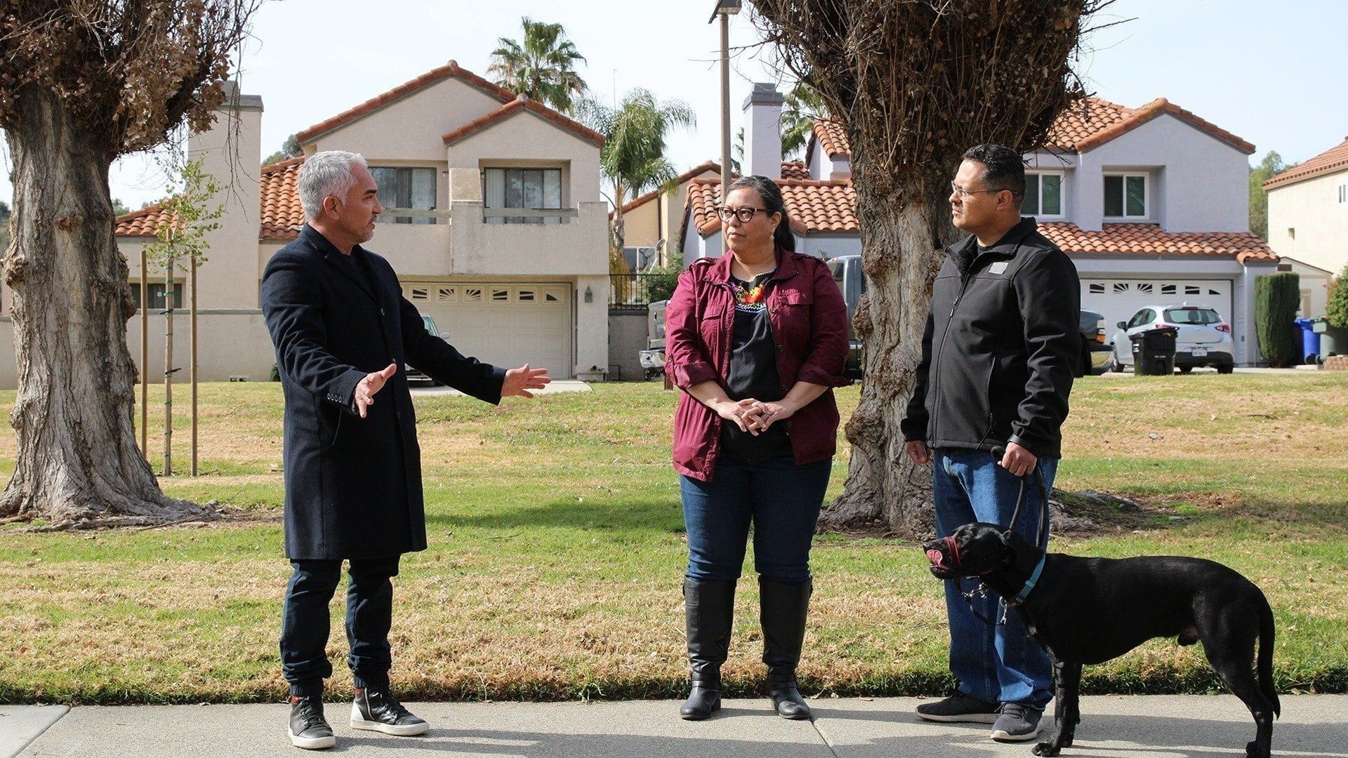 Cesar Millan: Better Human Better Dog background