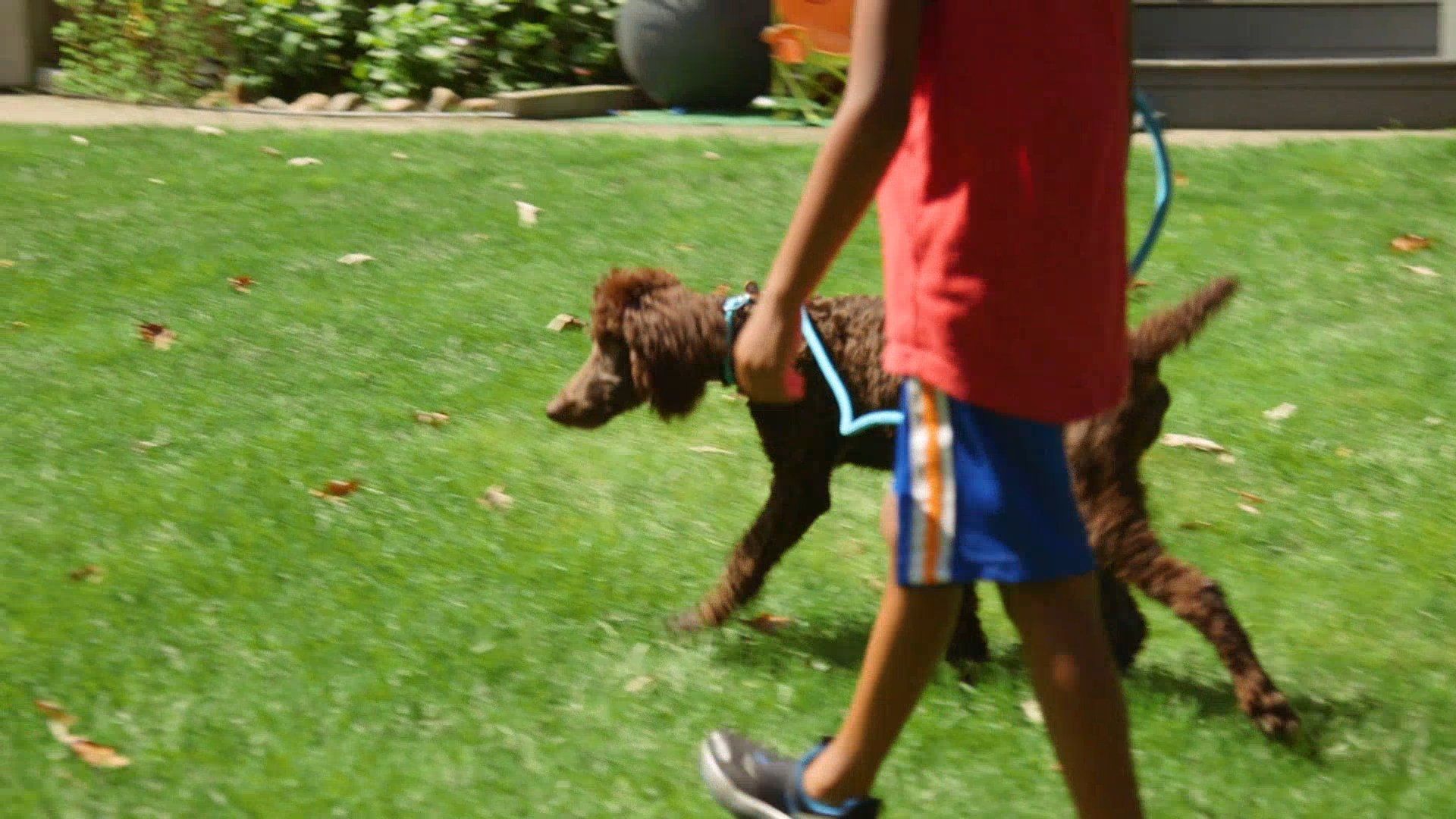 Ready, Set, Pet background