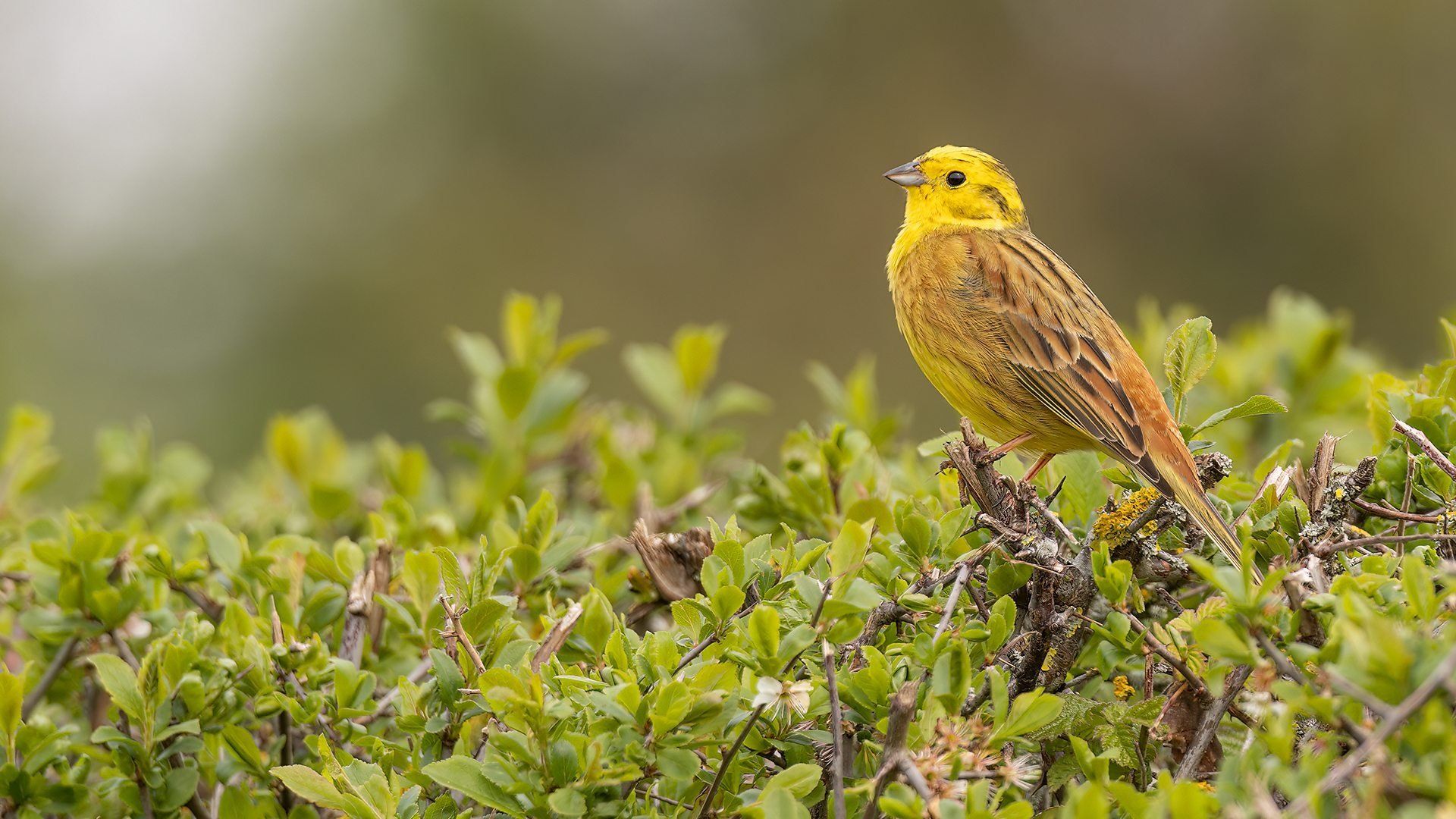 Springwatch background