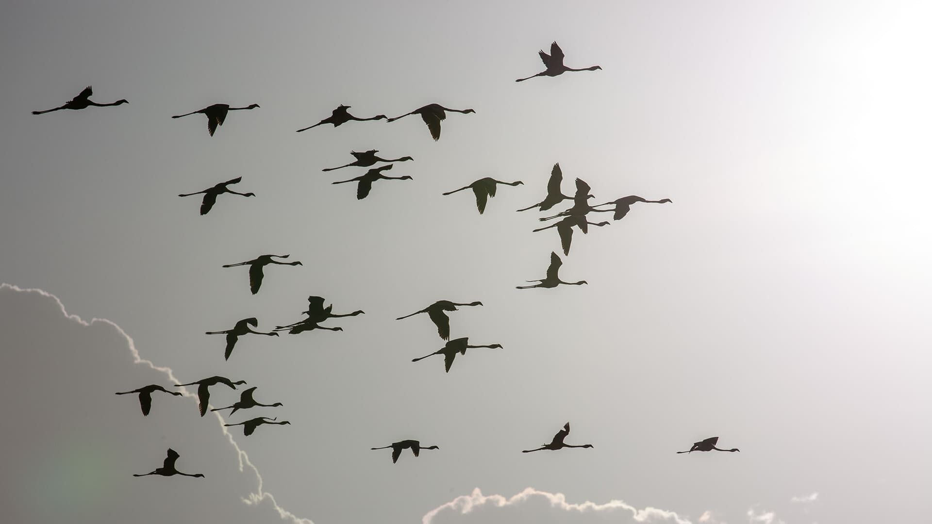 Incredible Animal Journeys background