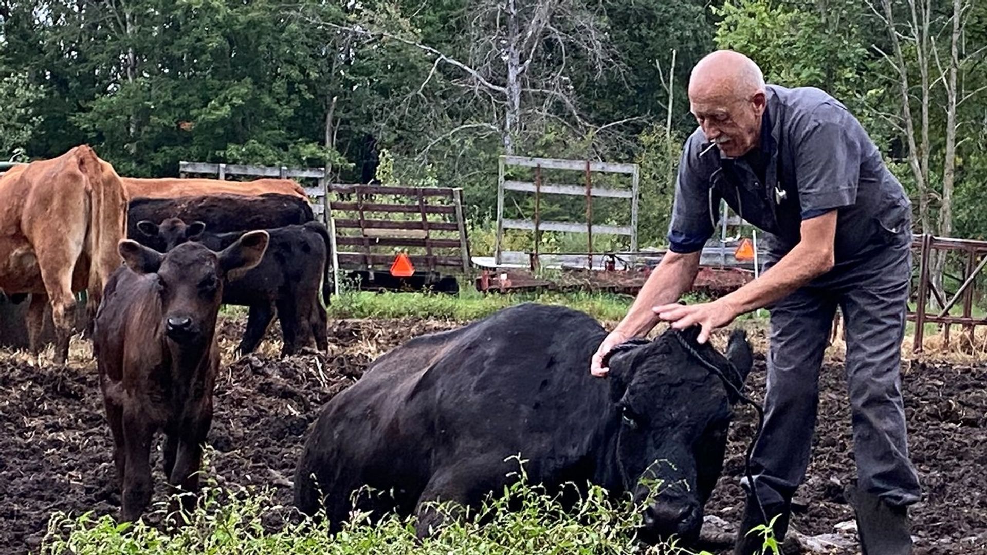 The Incredible Dr. Pol background