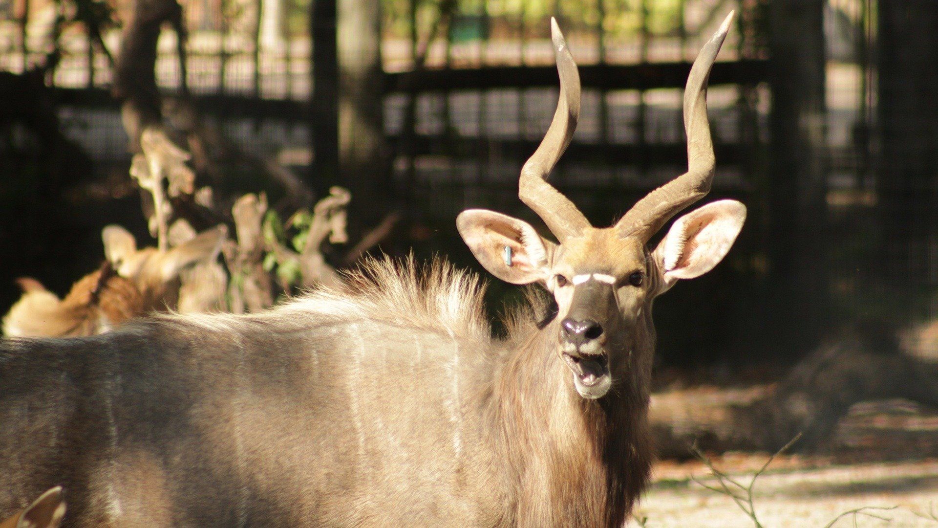 Secrets of the Zoo: Tampa background