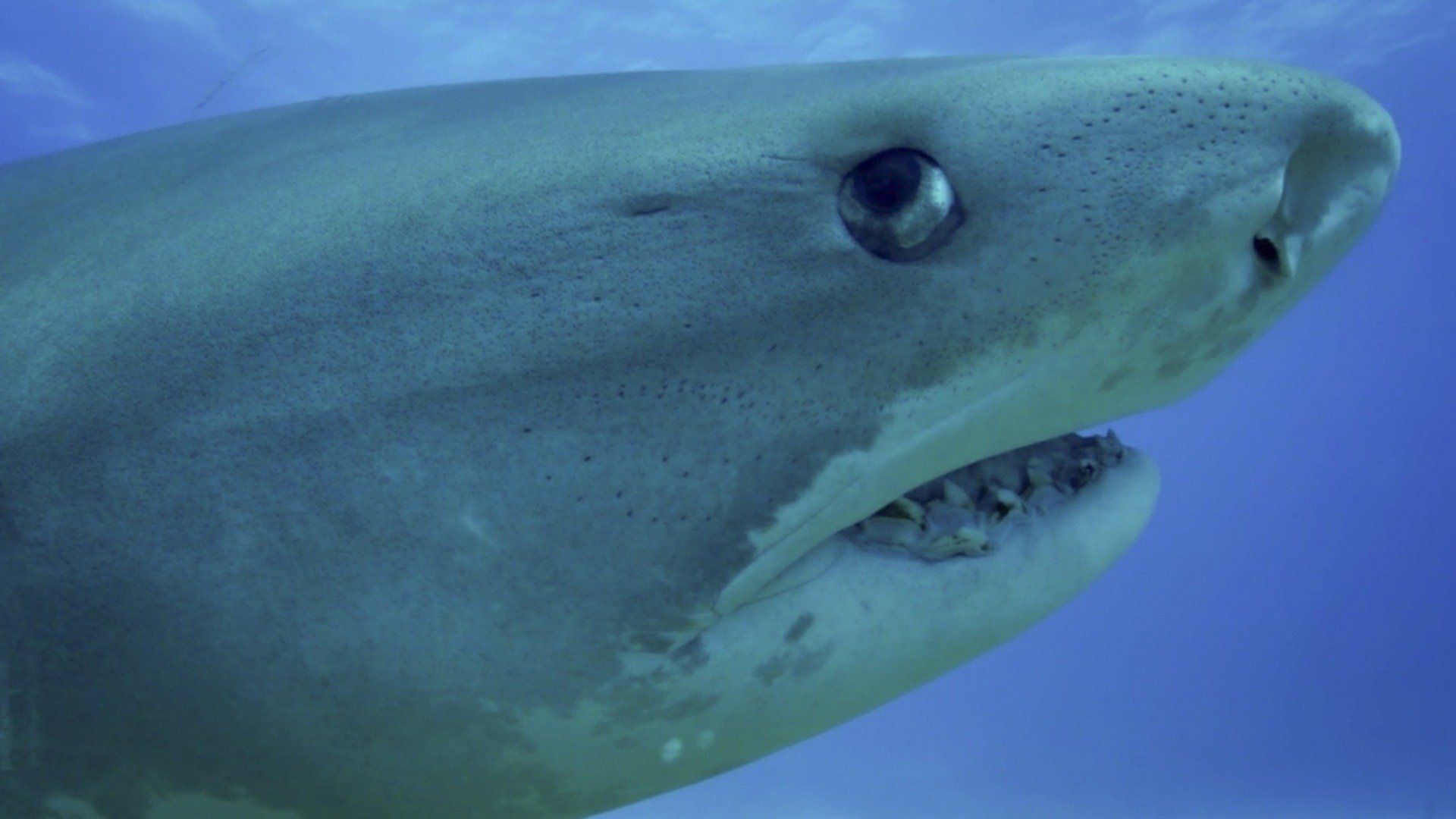 Shark Academy background