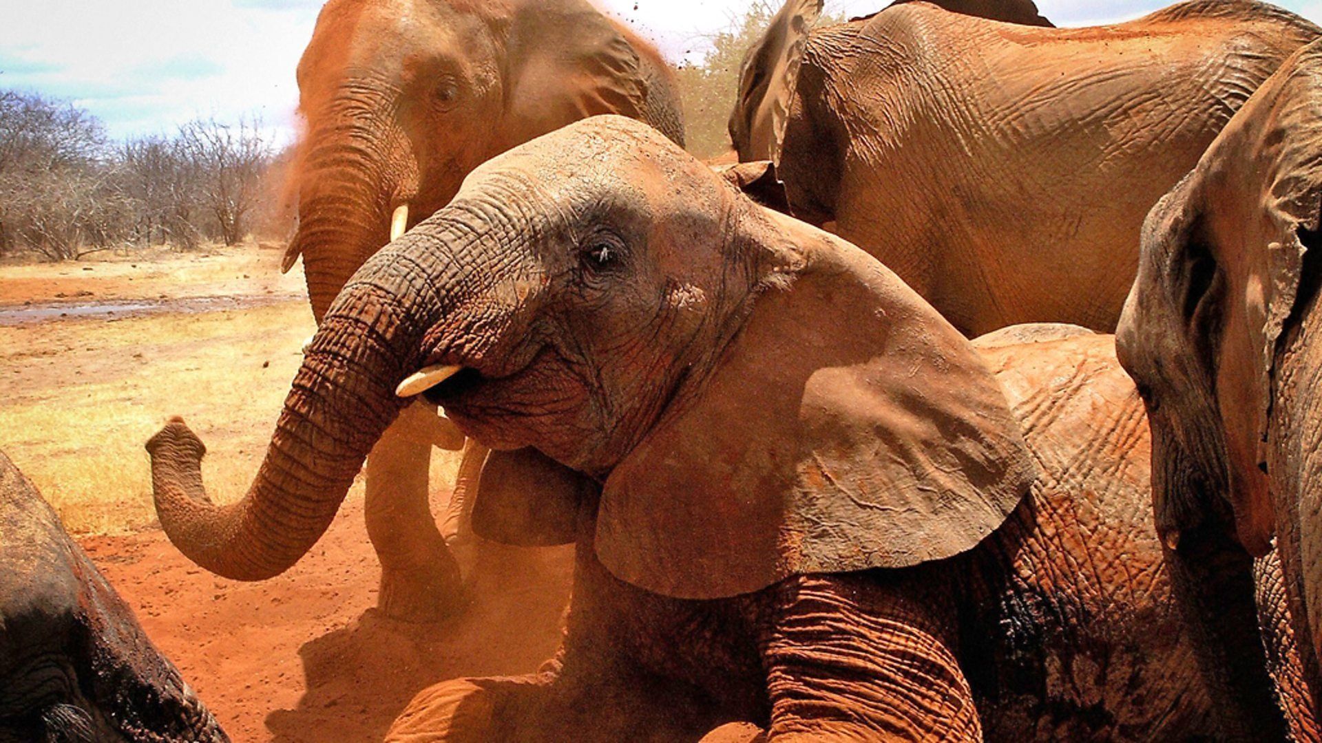 Elephant Diaries background