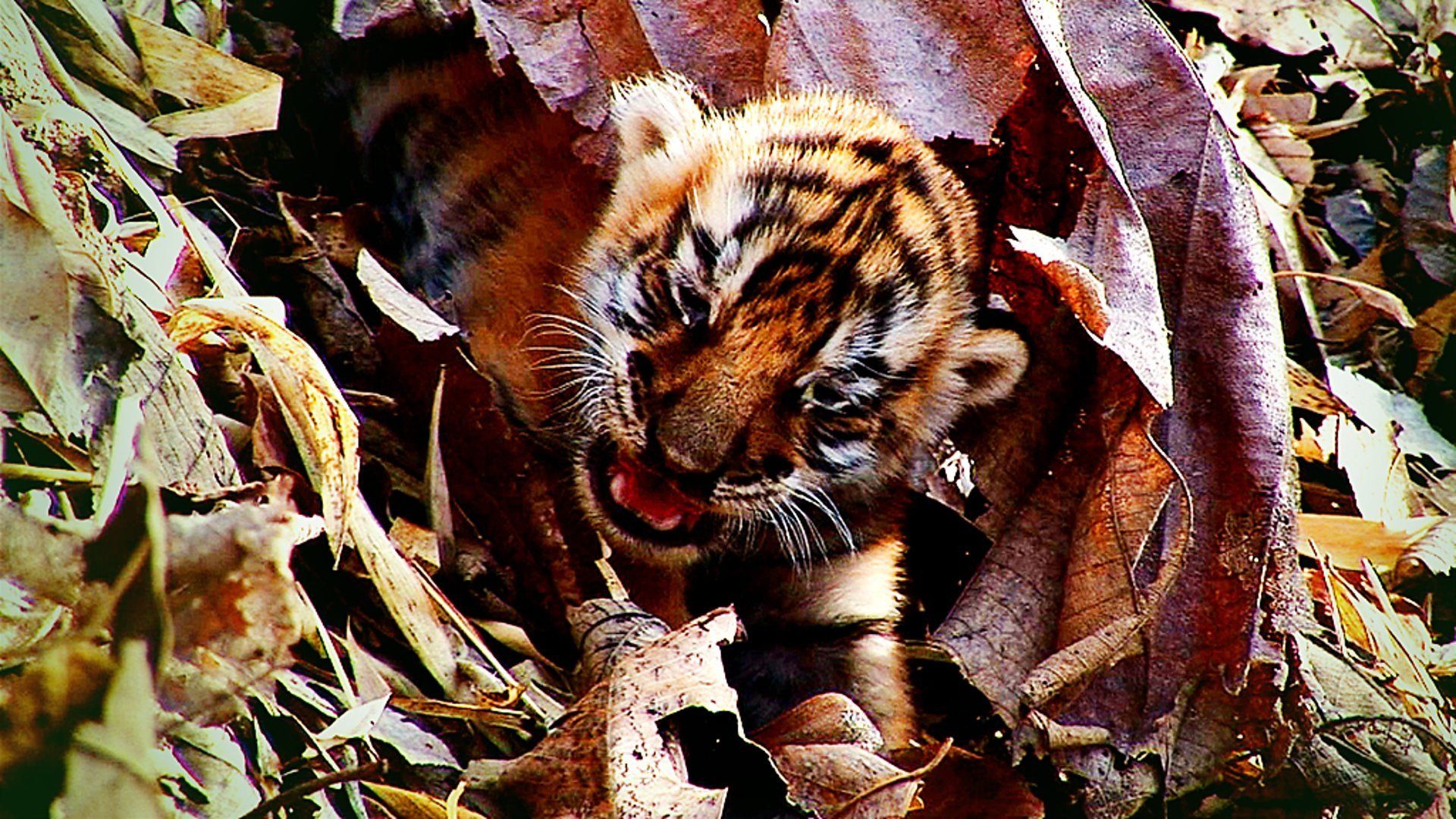 Tiger: Spy in the Jungle background