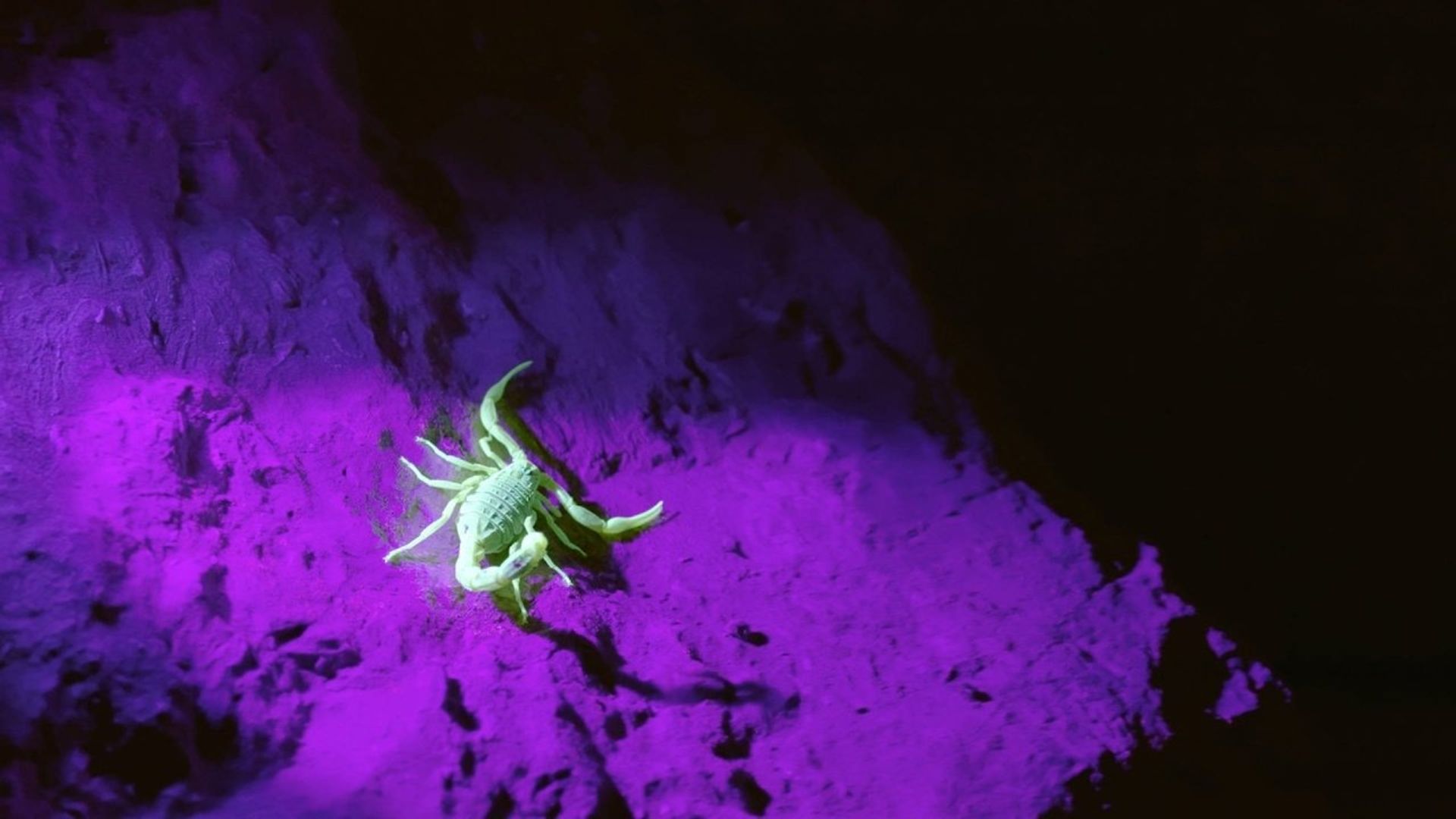 Evolve background