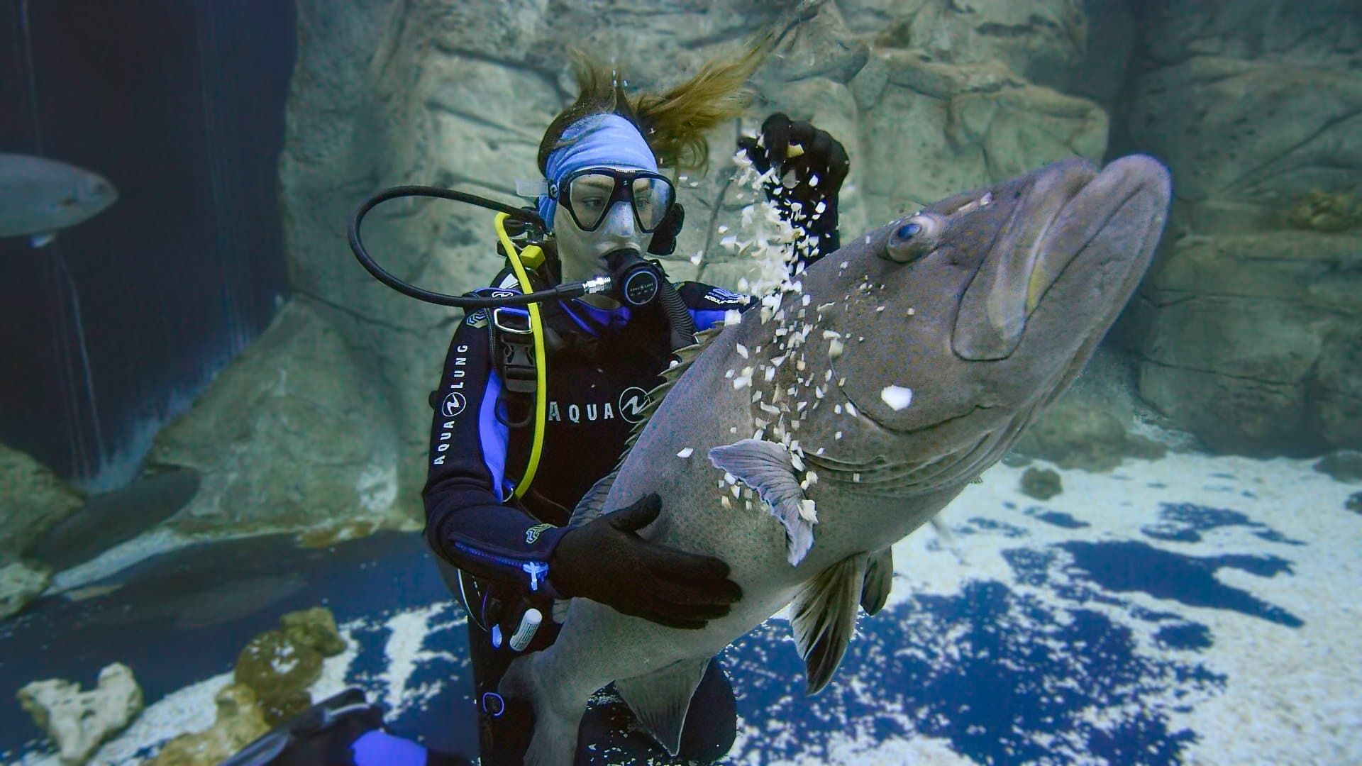 Secrets of the Aquarium background
