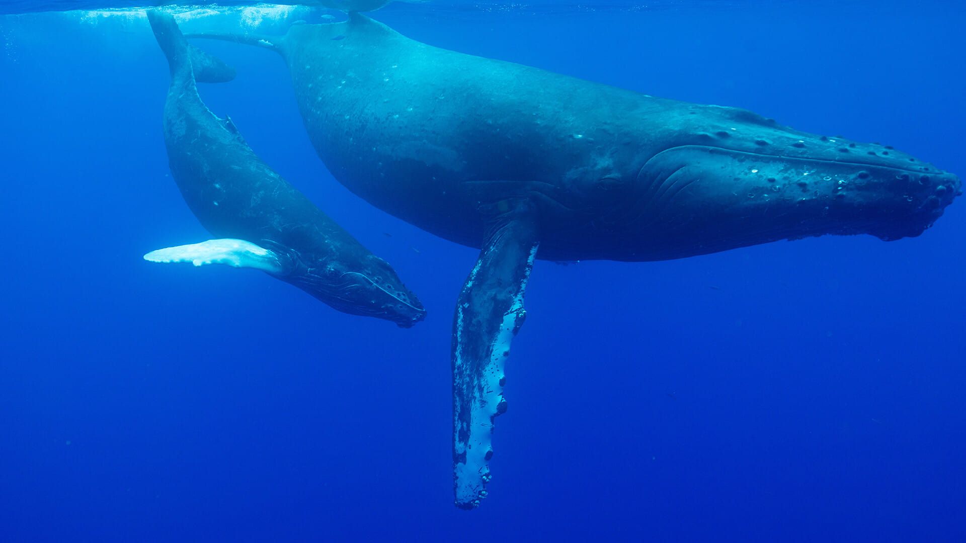 Incredible Animal Journeys background