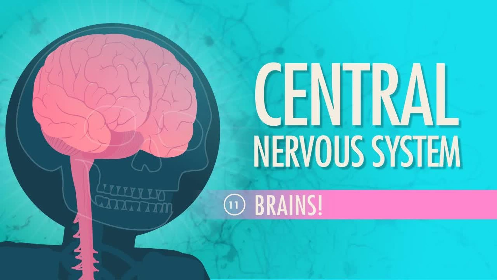Crash Course: Anatomy & Physiology background