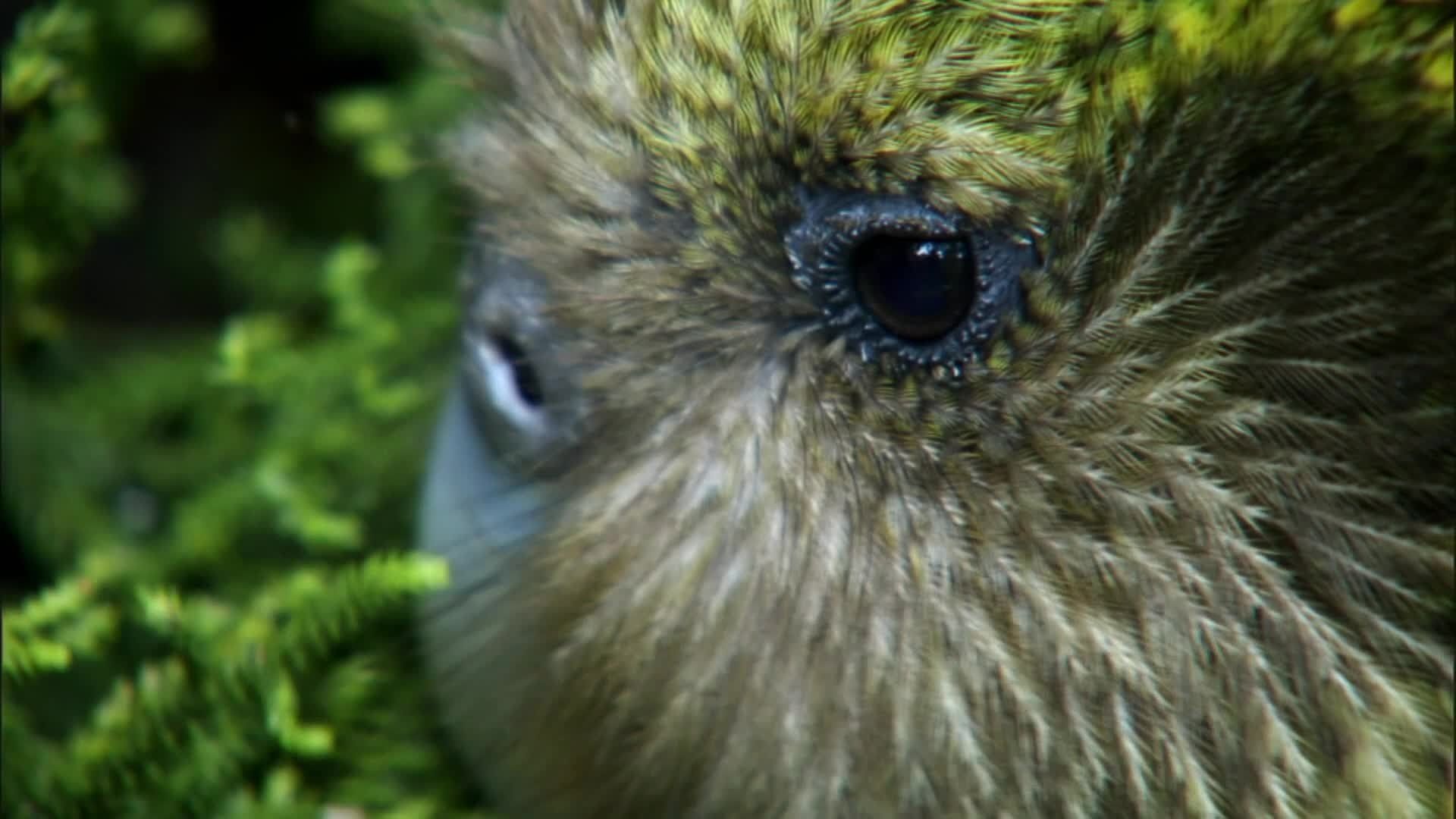 New Zealand: Earth's Mythical Islands background