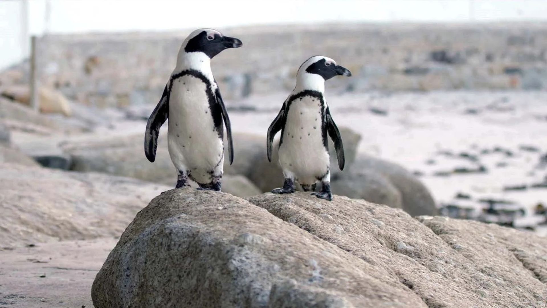 Penguin Town background