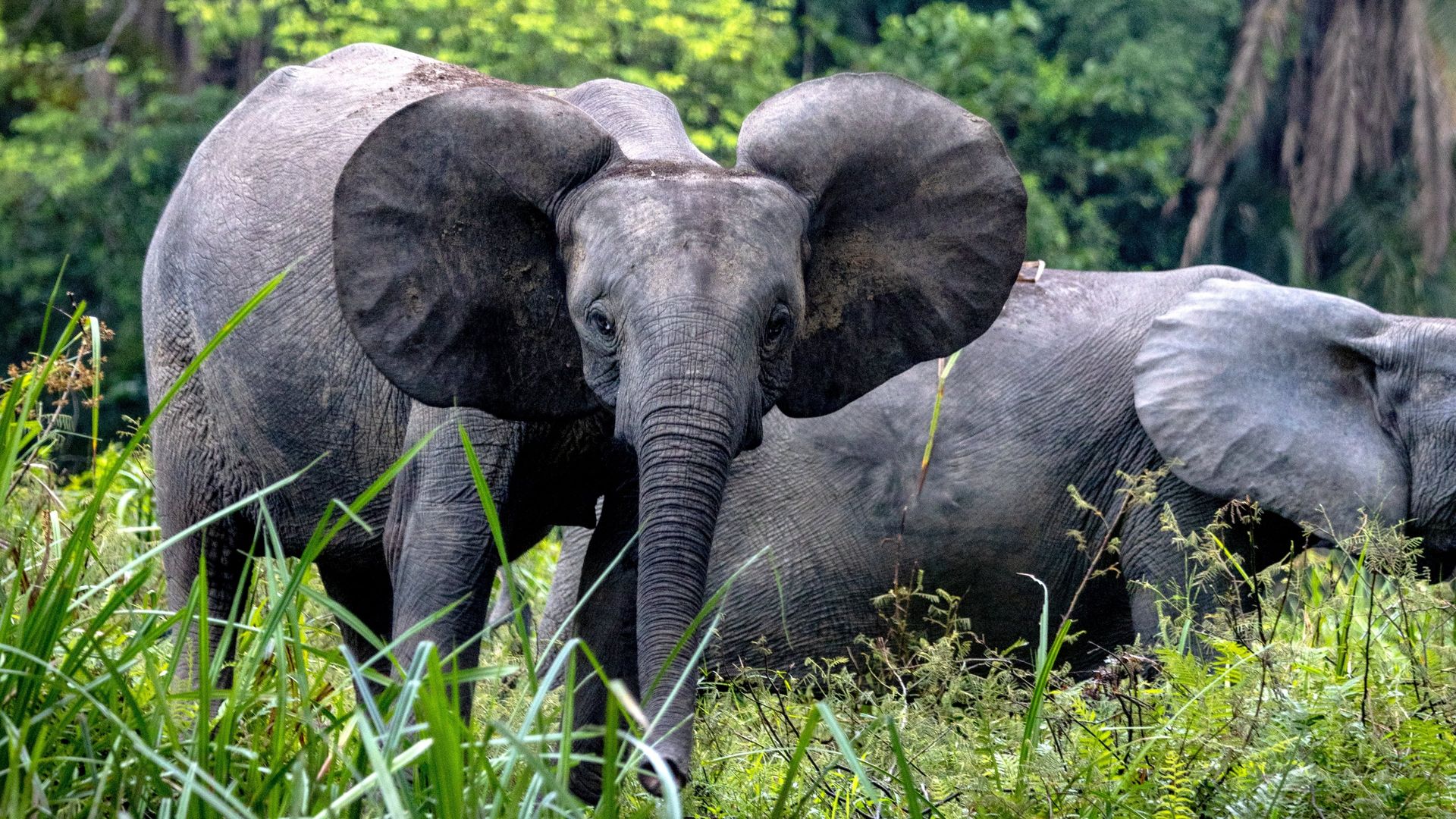 Secrets of the Elephants background