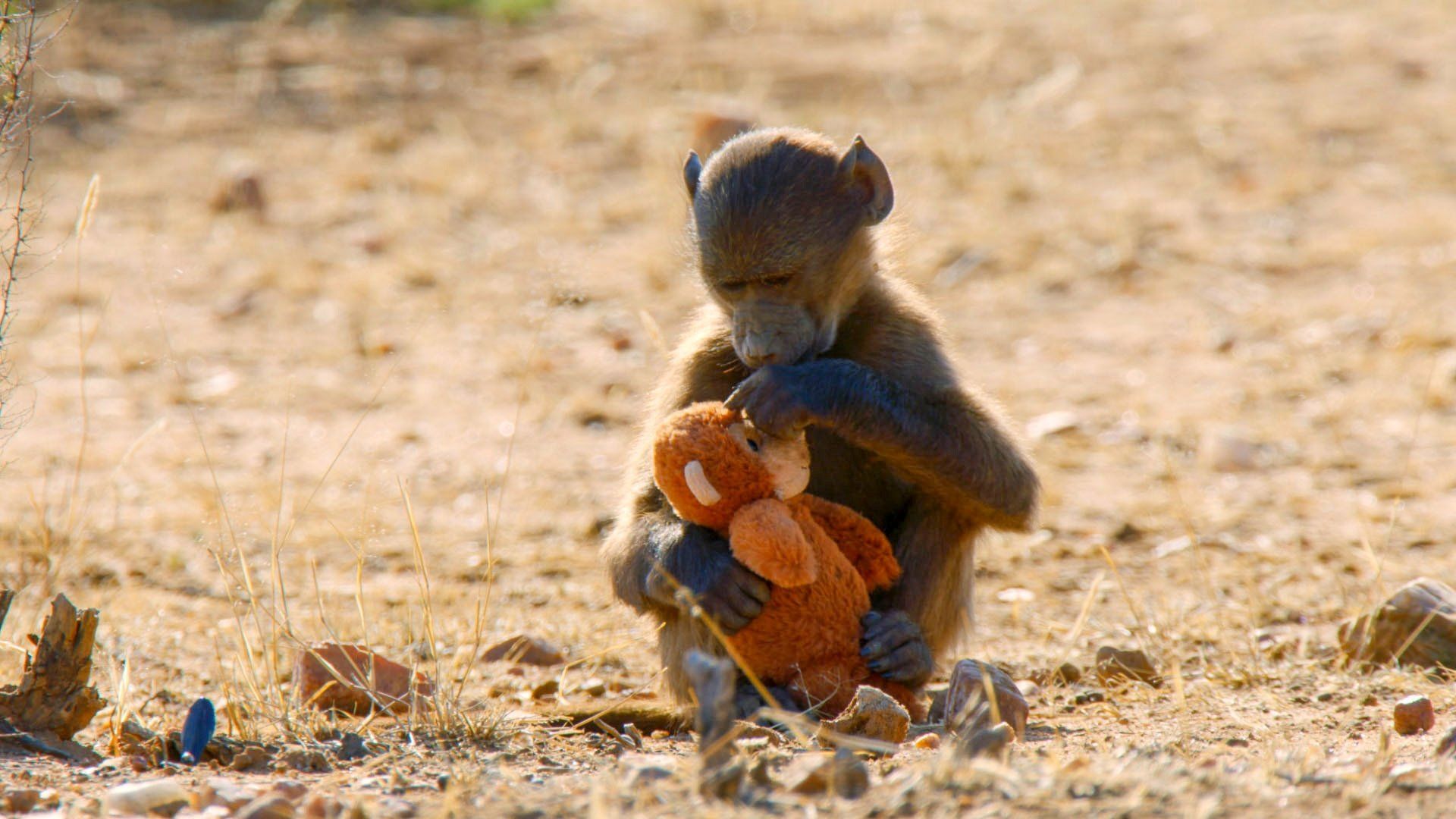 Animals at Play background