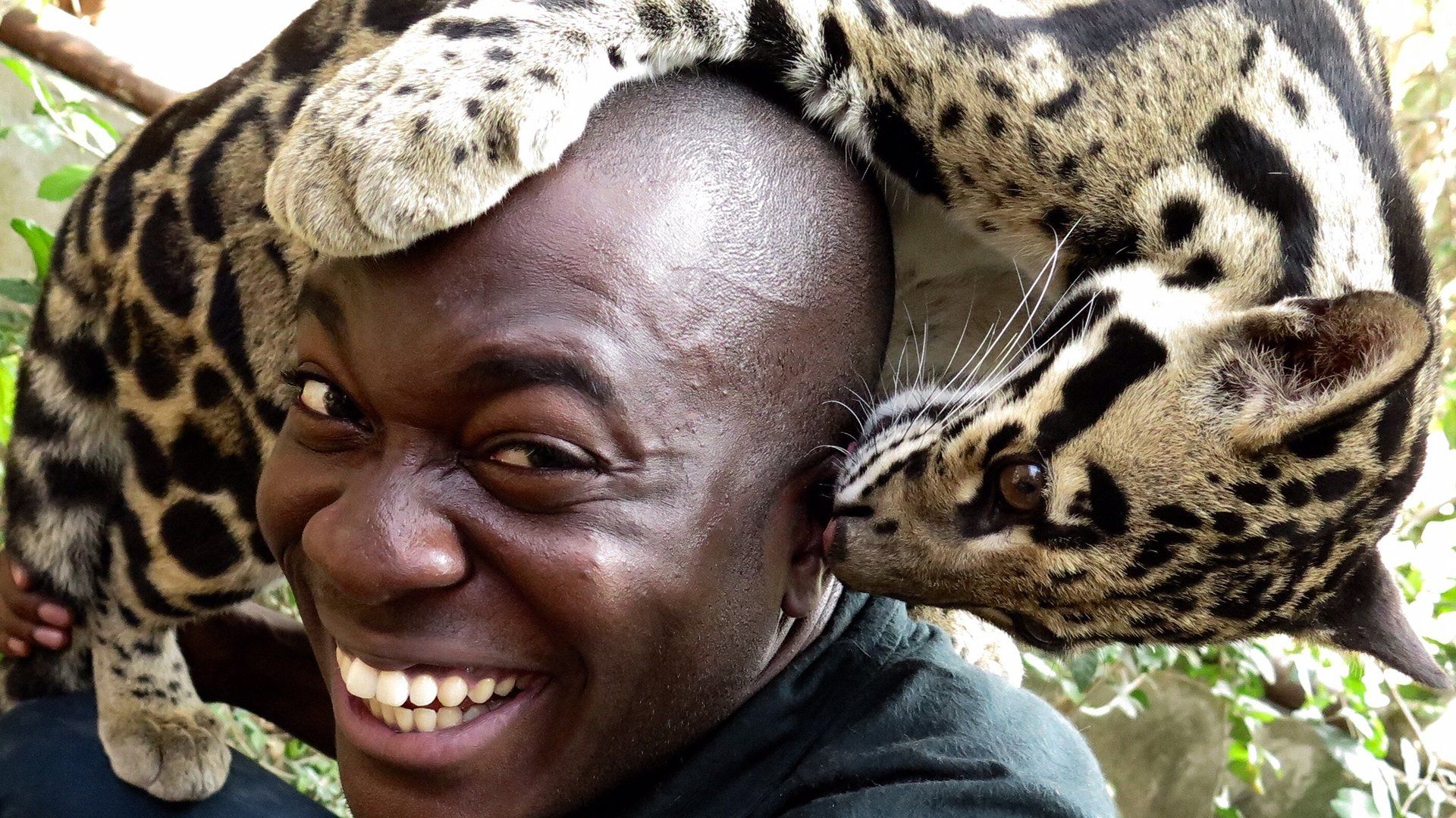 Cats: An Amazing Animal Family background