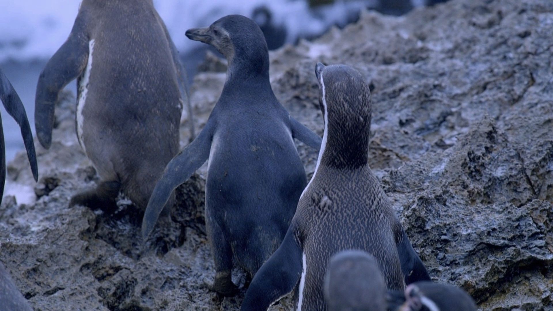 Penguins: Spy in the Huddle background