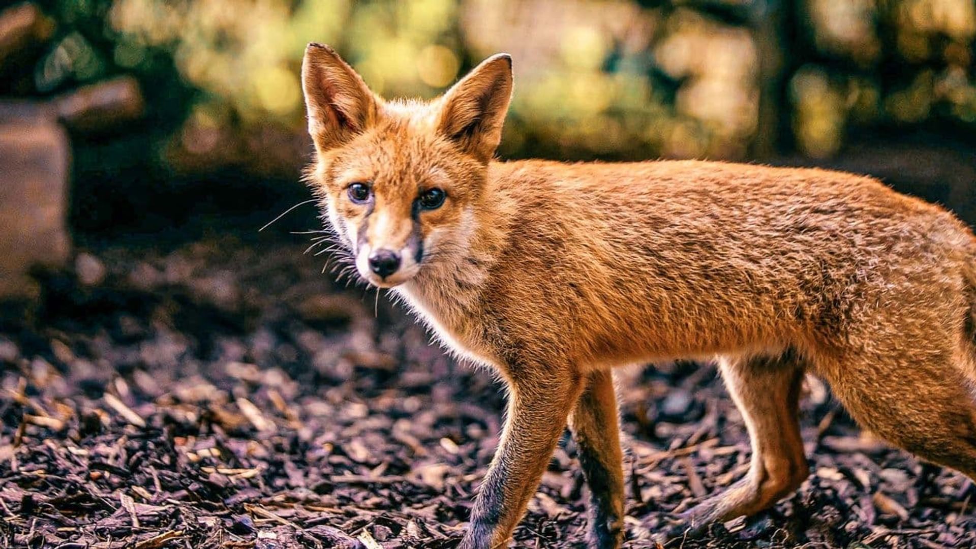 Foxes: Their Secret World background