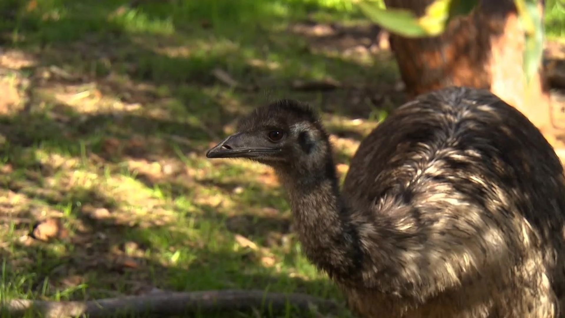 72 Dangerous Animals: Australia background