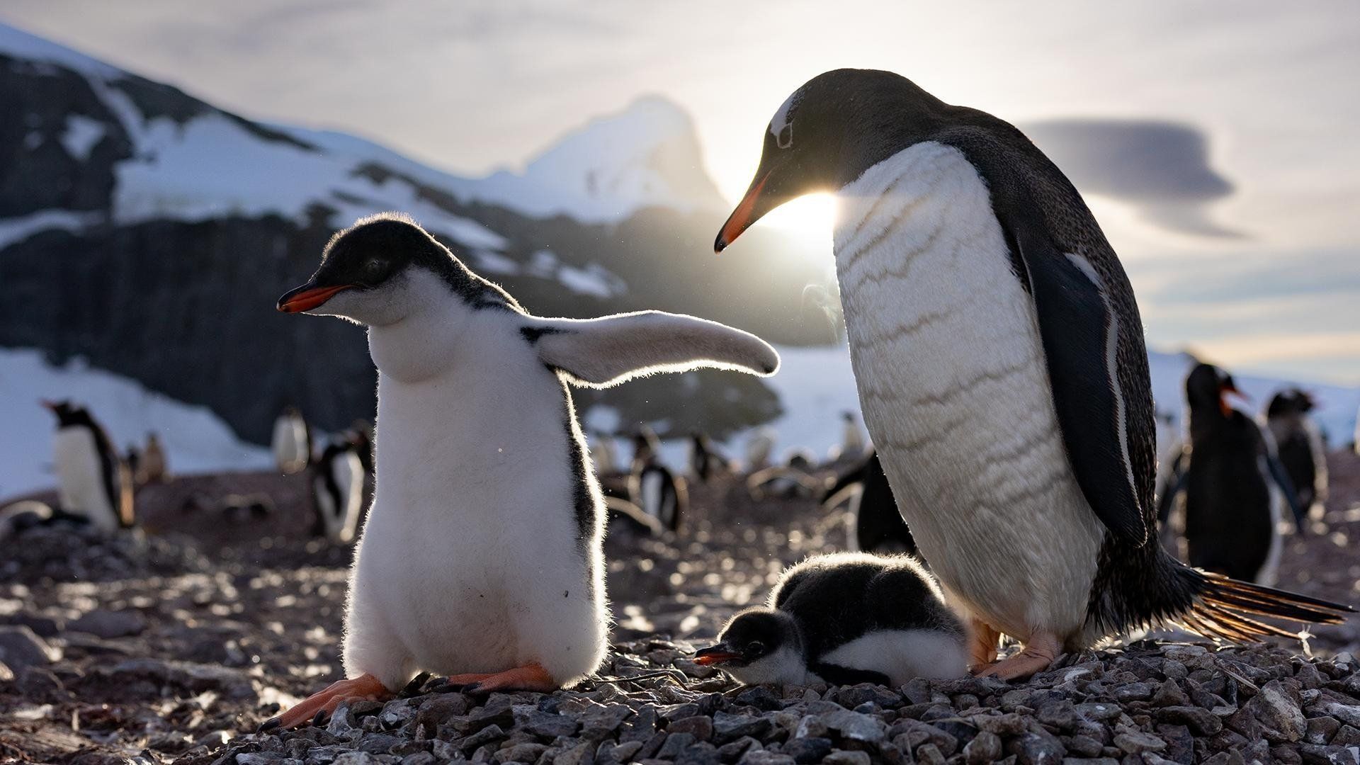 Secrets of the Penguins background