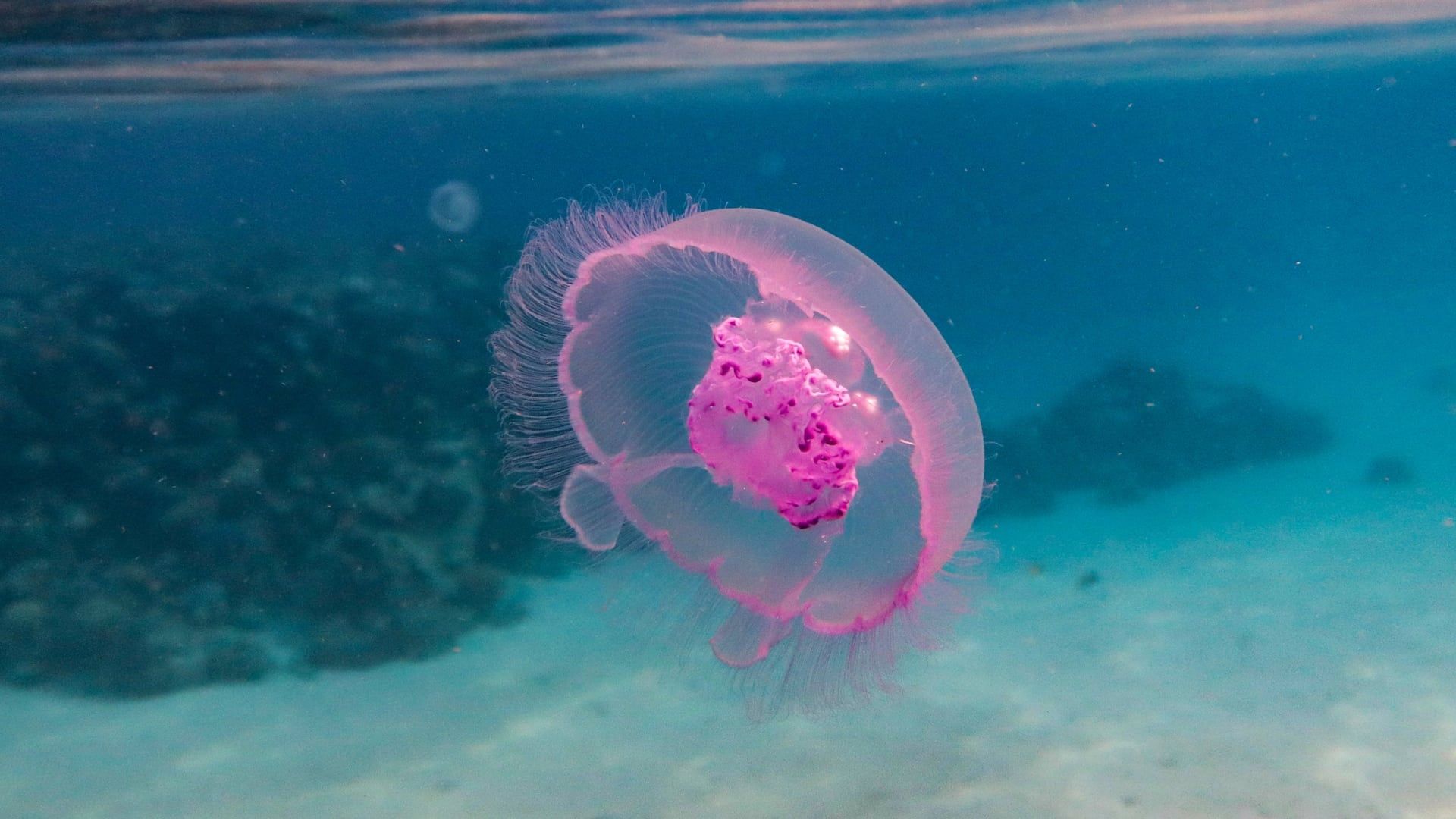 Reef School background