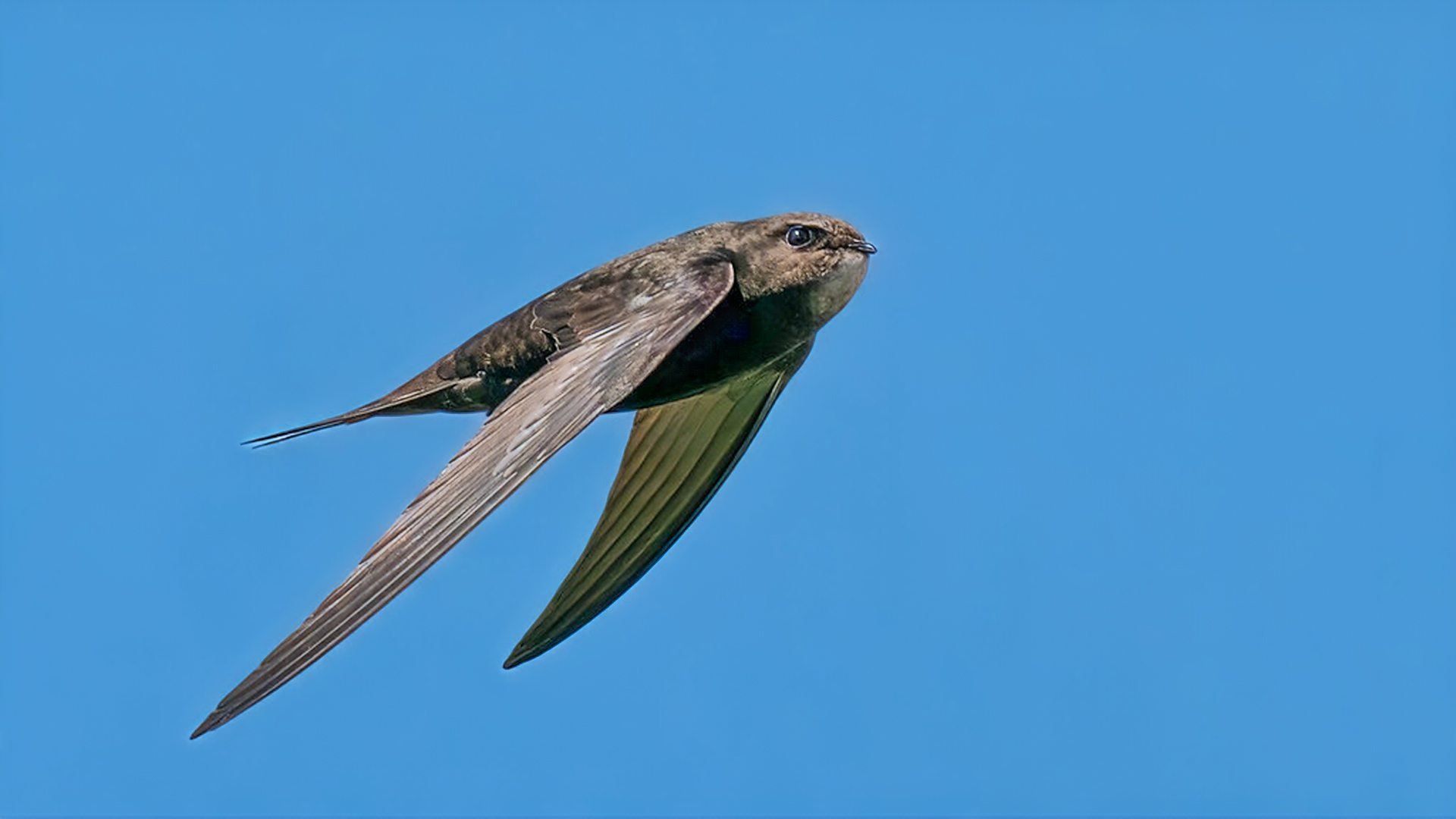 Springwatch background