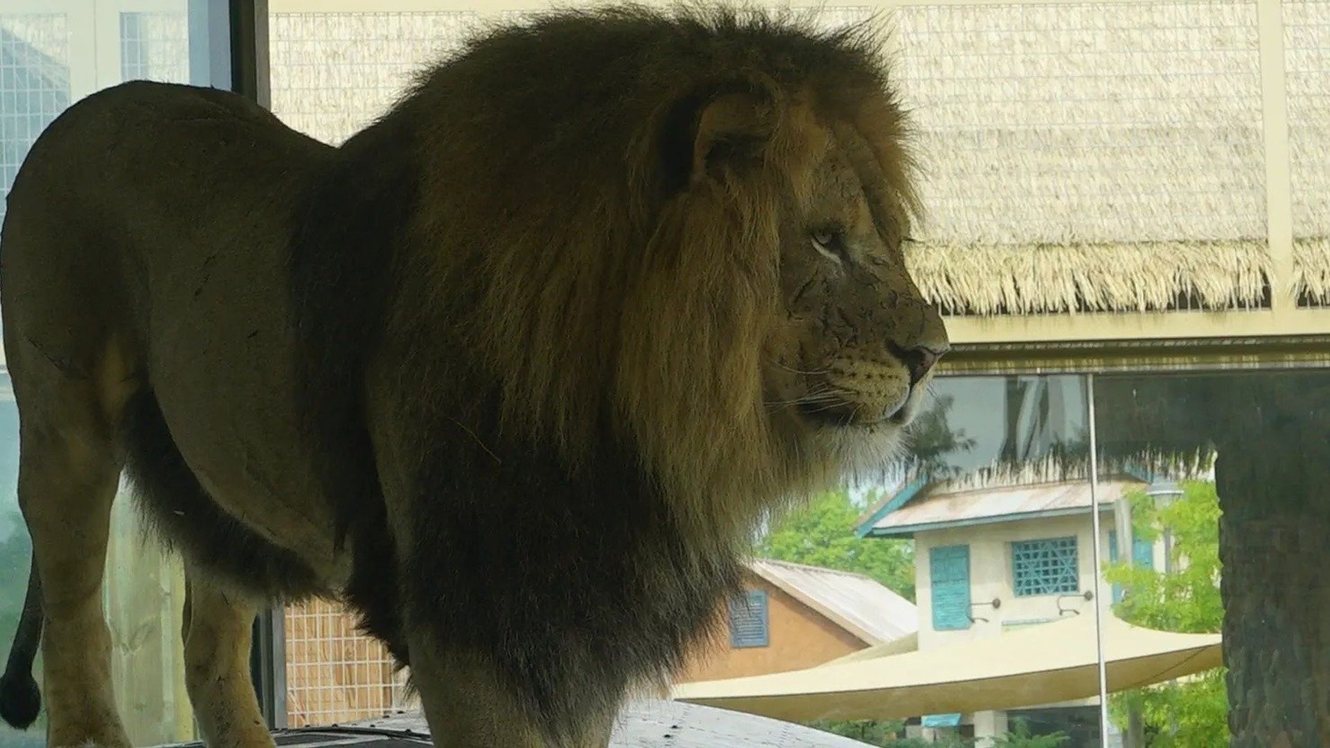 Secrets of the Zoo background