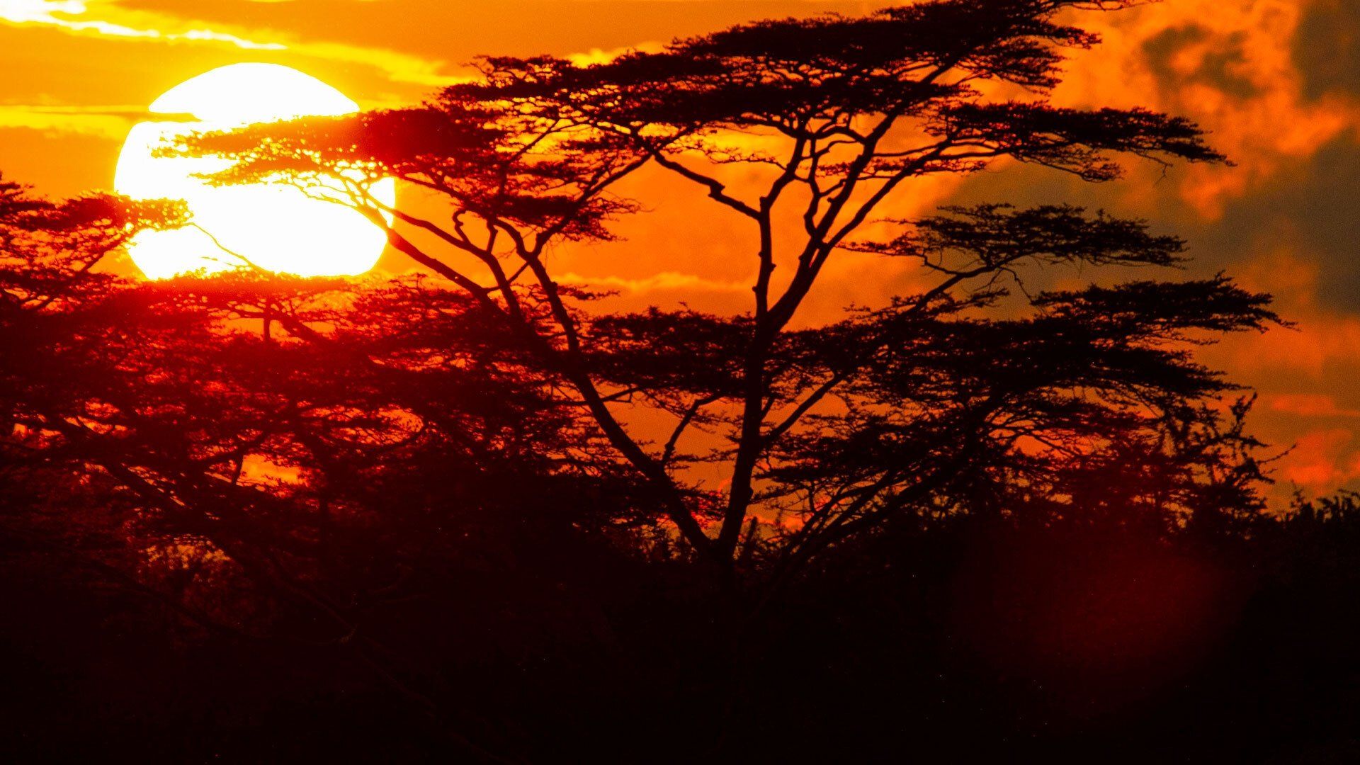Waterhole: Africa's Animal Oasis background